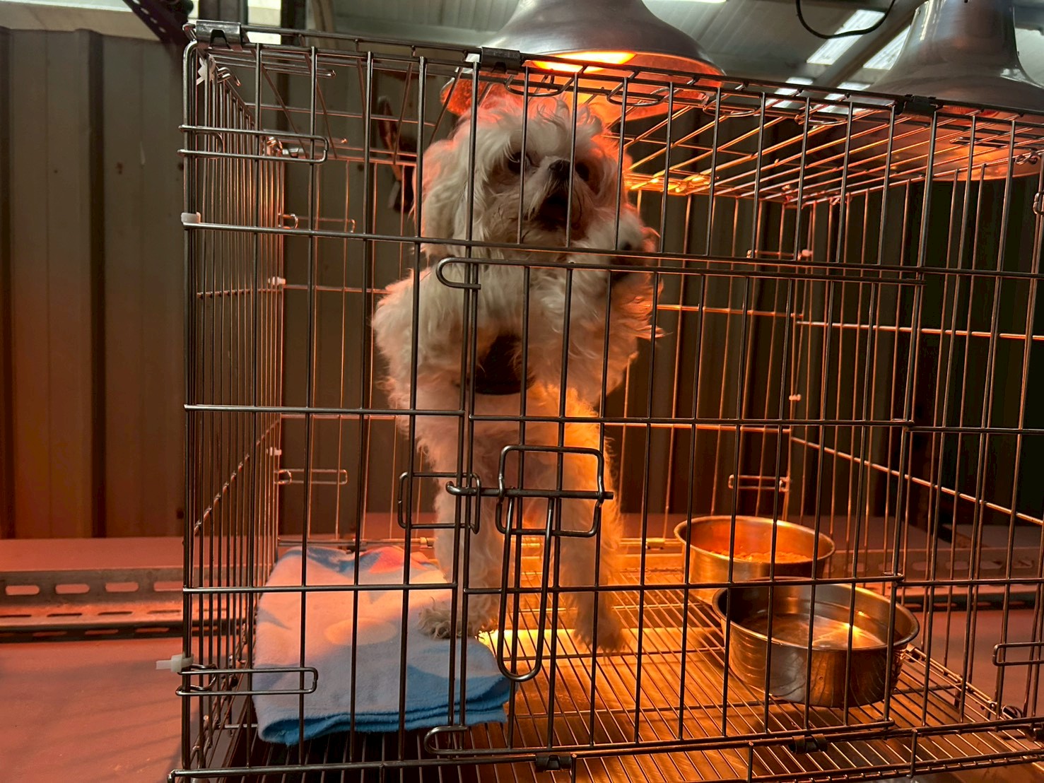  寒流來襲保溫強化對動物的禦寒與呵護