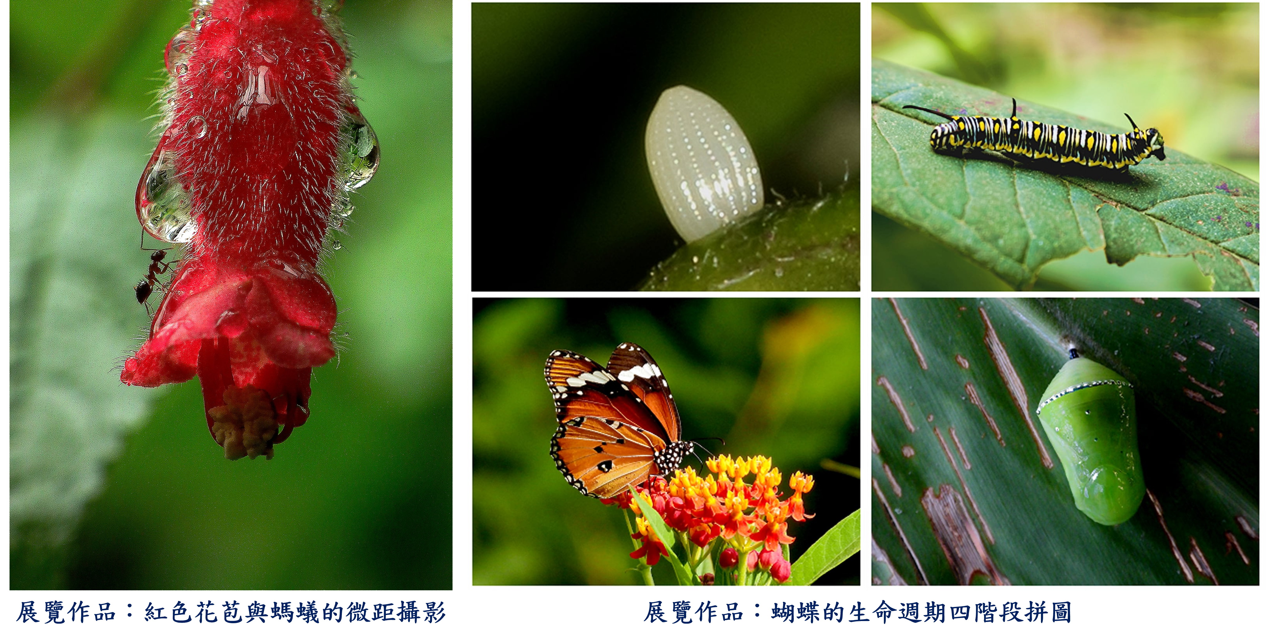 新莊社大生態攝影班師生聯展