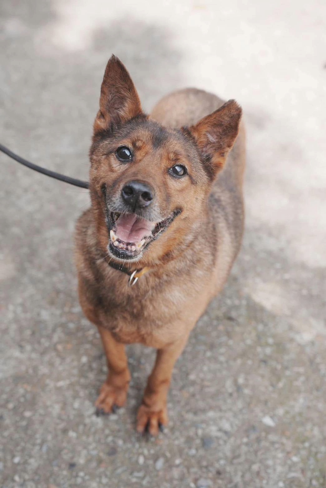  拍攝狗狗主題照片