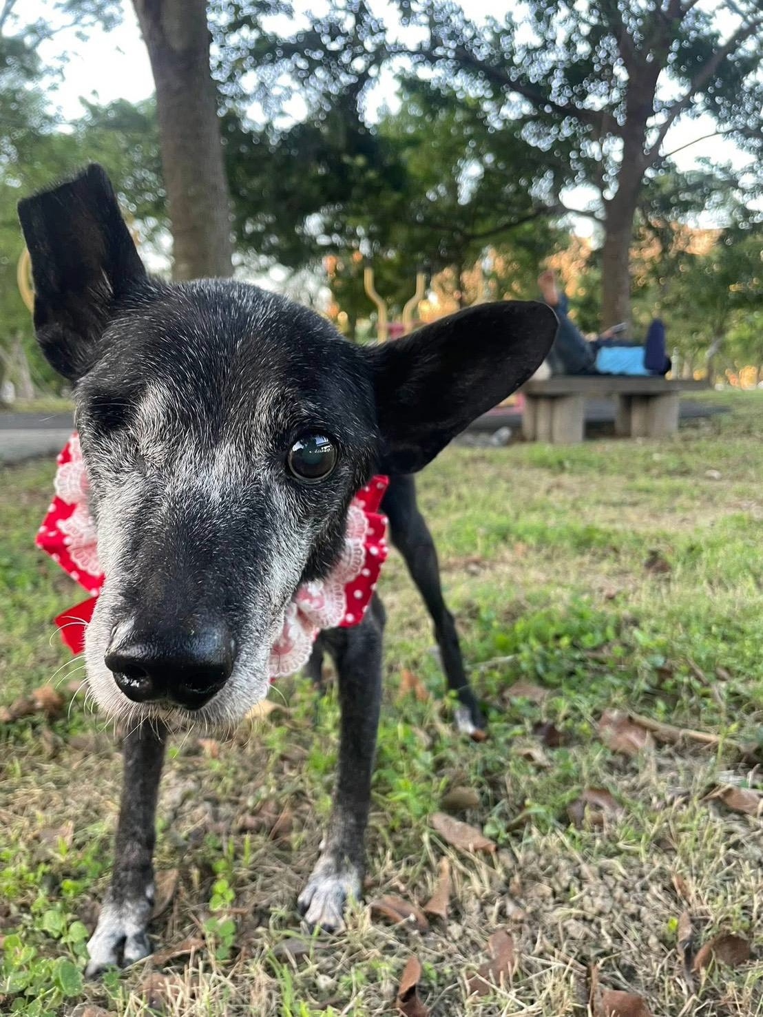  成犬由志工帶回收編