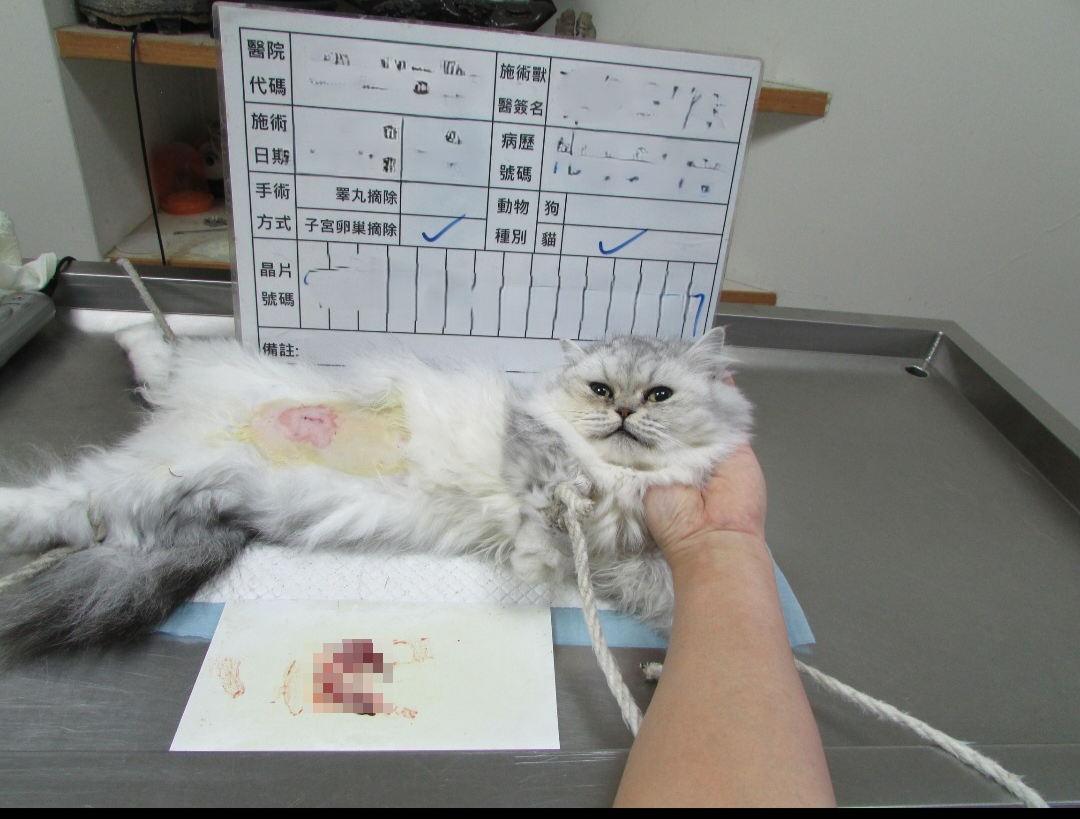 圖片來源：新北市政府