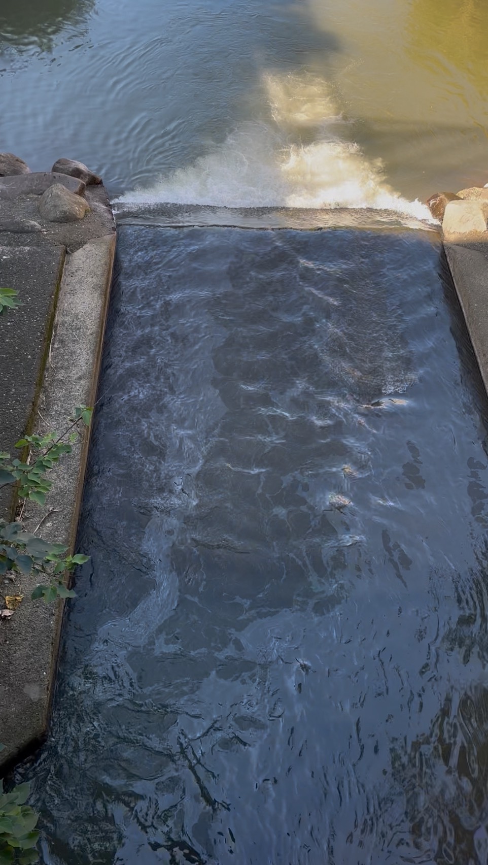 水面浮有明顯油污且散發濃厚油氣味