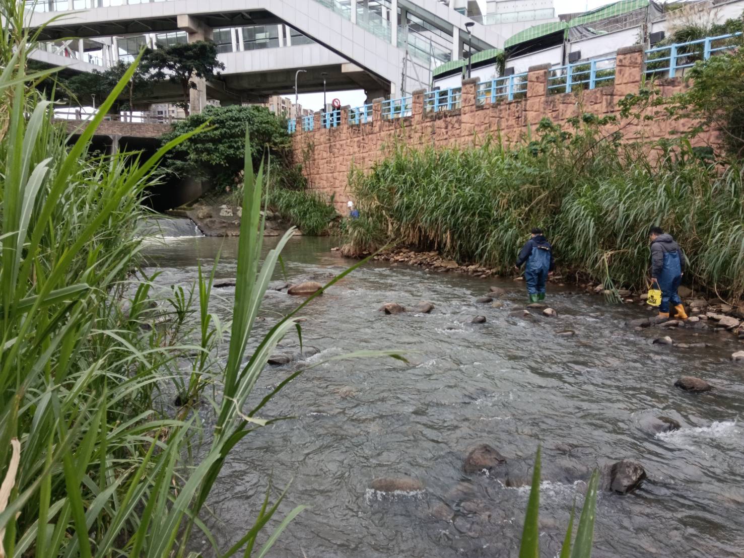 稽查人員身著青蛙裝深入溪床溯源