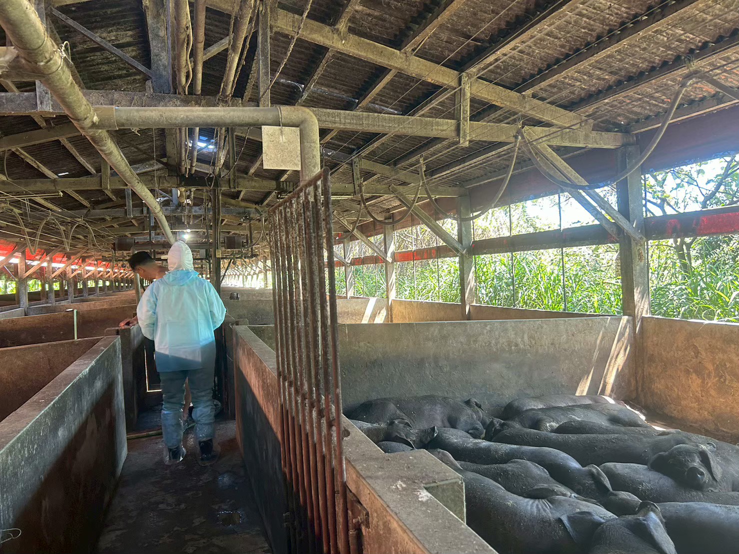 動保處加強畜牧場疫情訪視