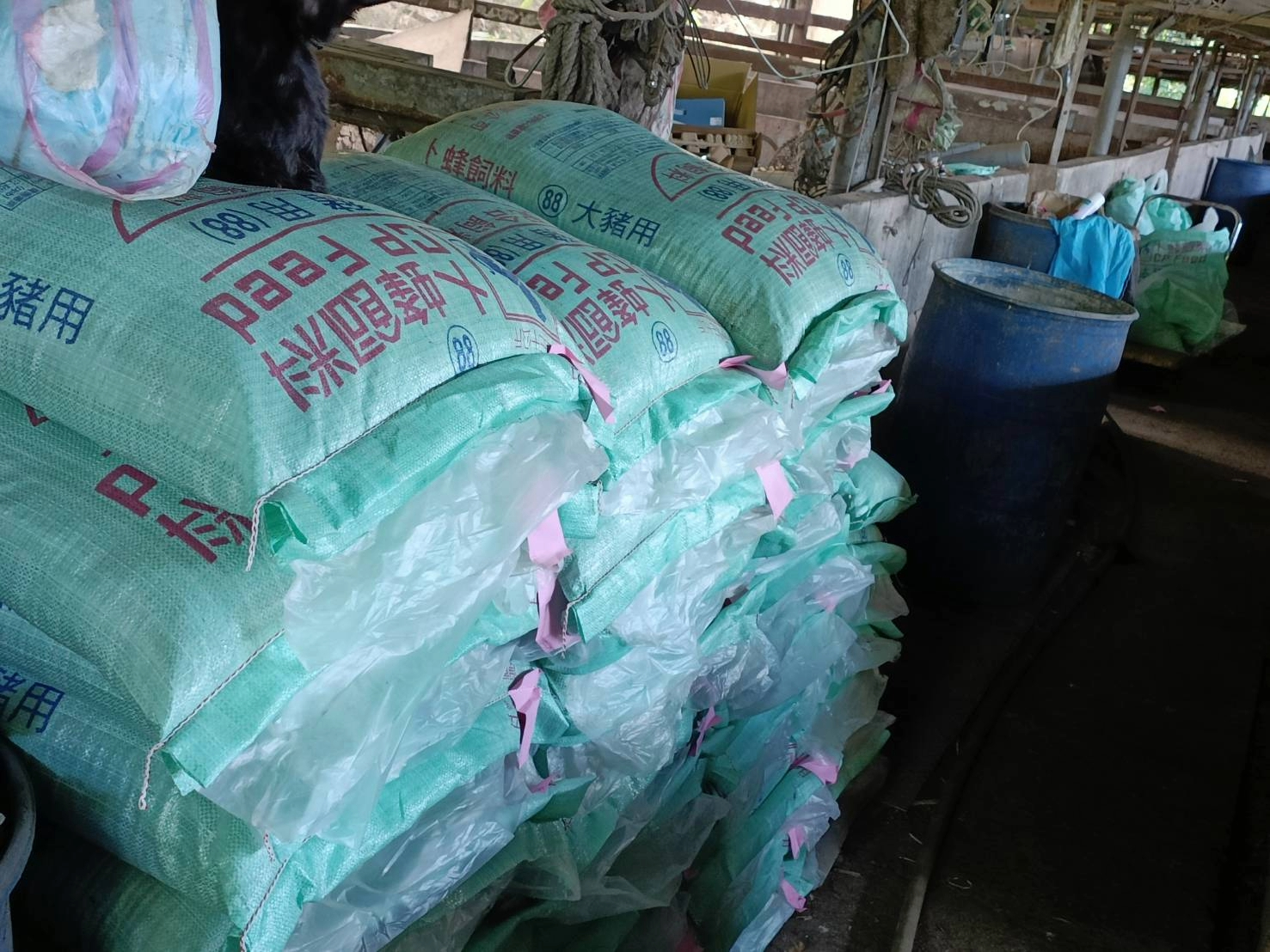  廚餘禁用期間只能用飼料