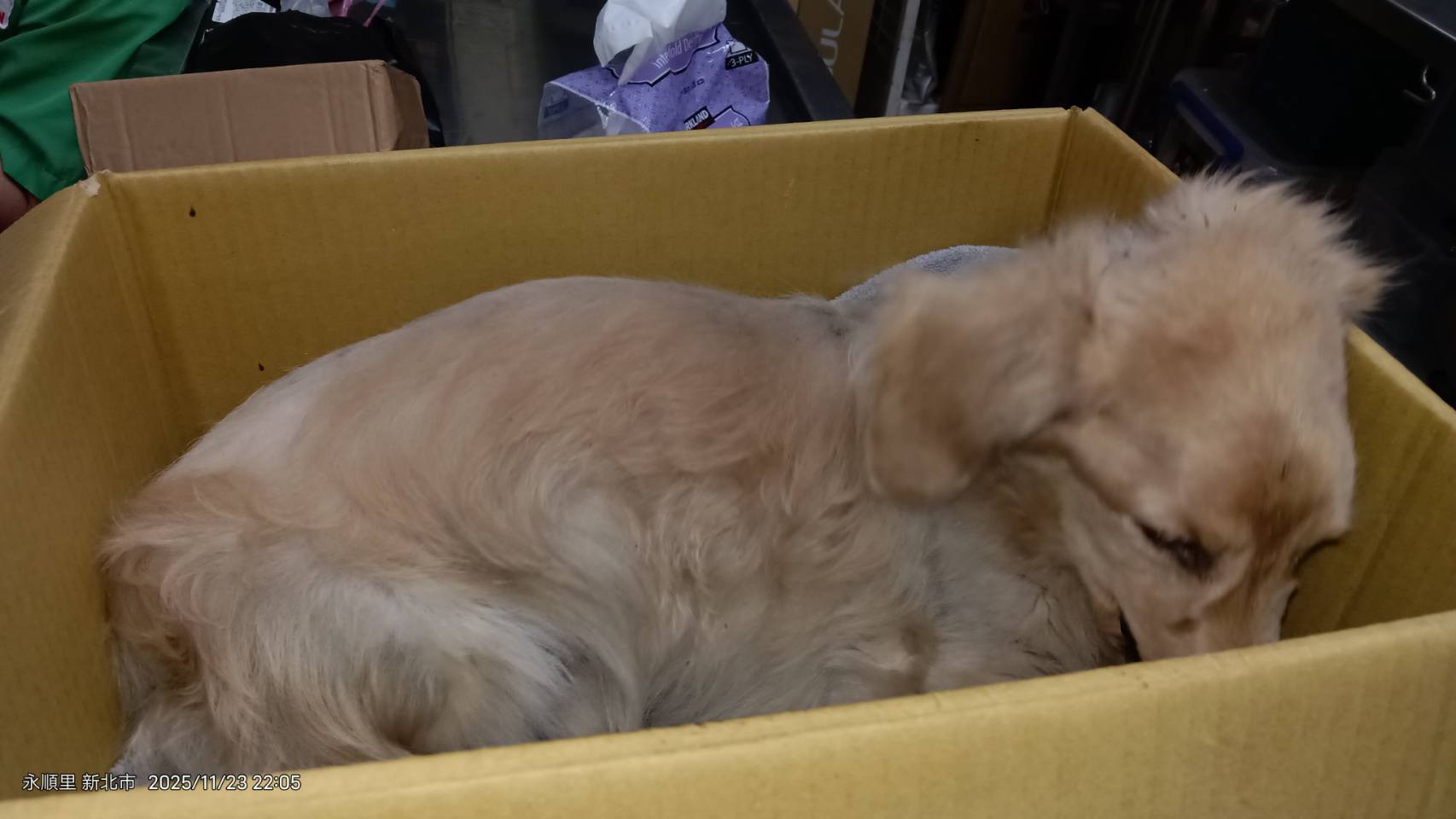  臘腸犬抵達動物醫院時，精神委靡