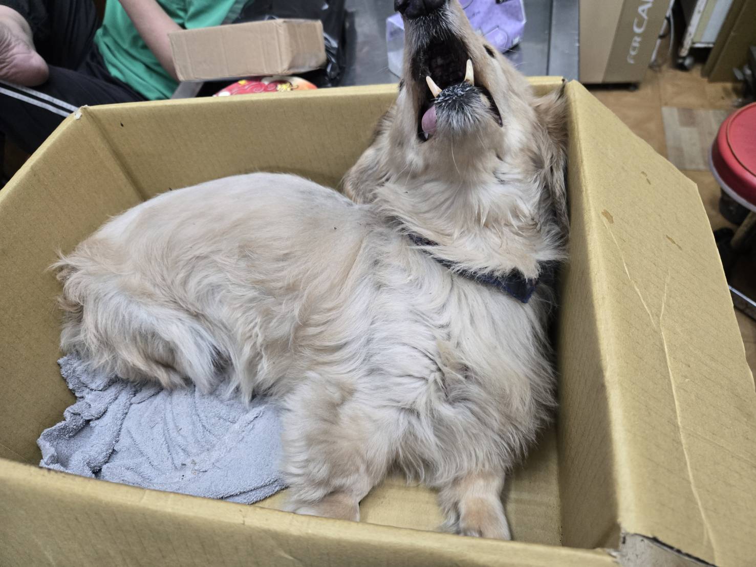  臘腸犬因為疼痛而哀嚎