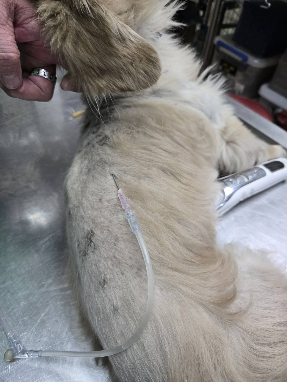 動物醫院緊急醫療犬隻