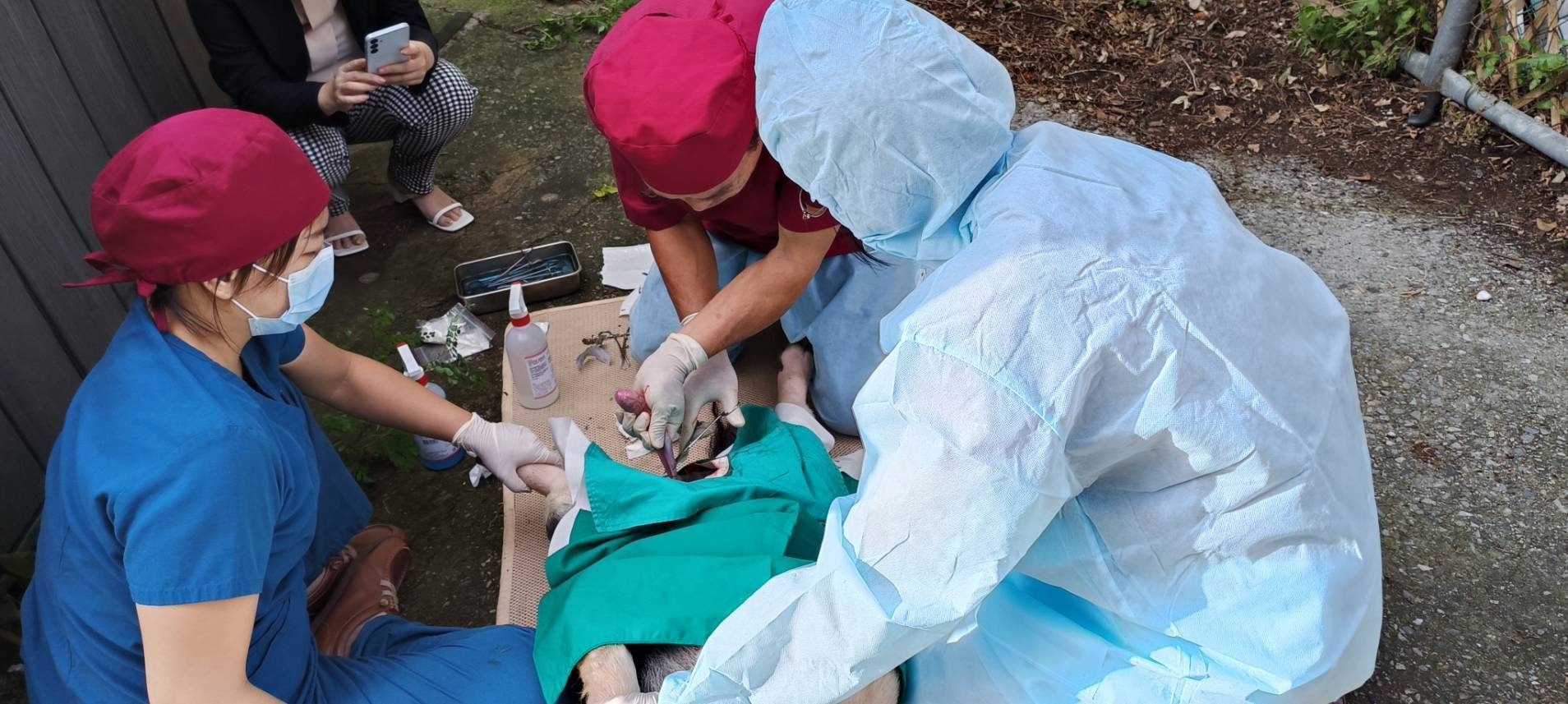  特約獸醫師牧場幫豬結紮