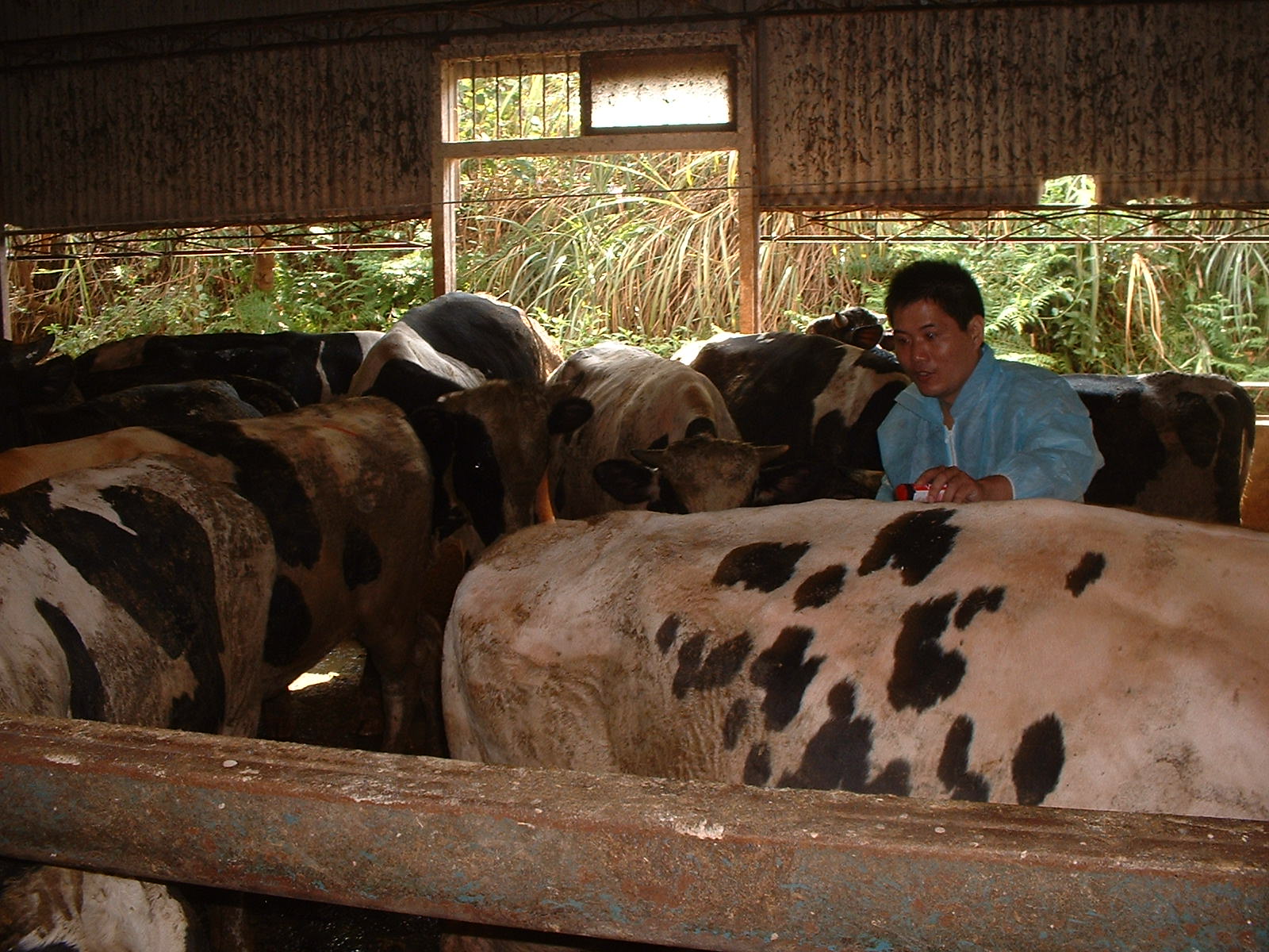  特約獸醫師執行畜牧場疫苗預防注射