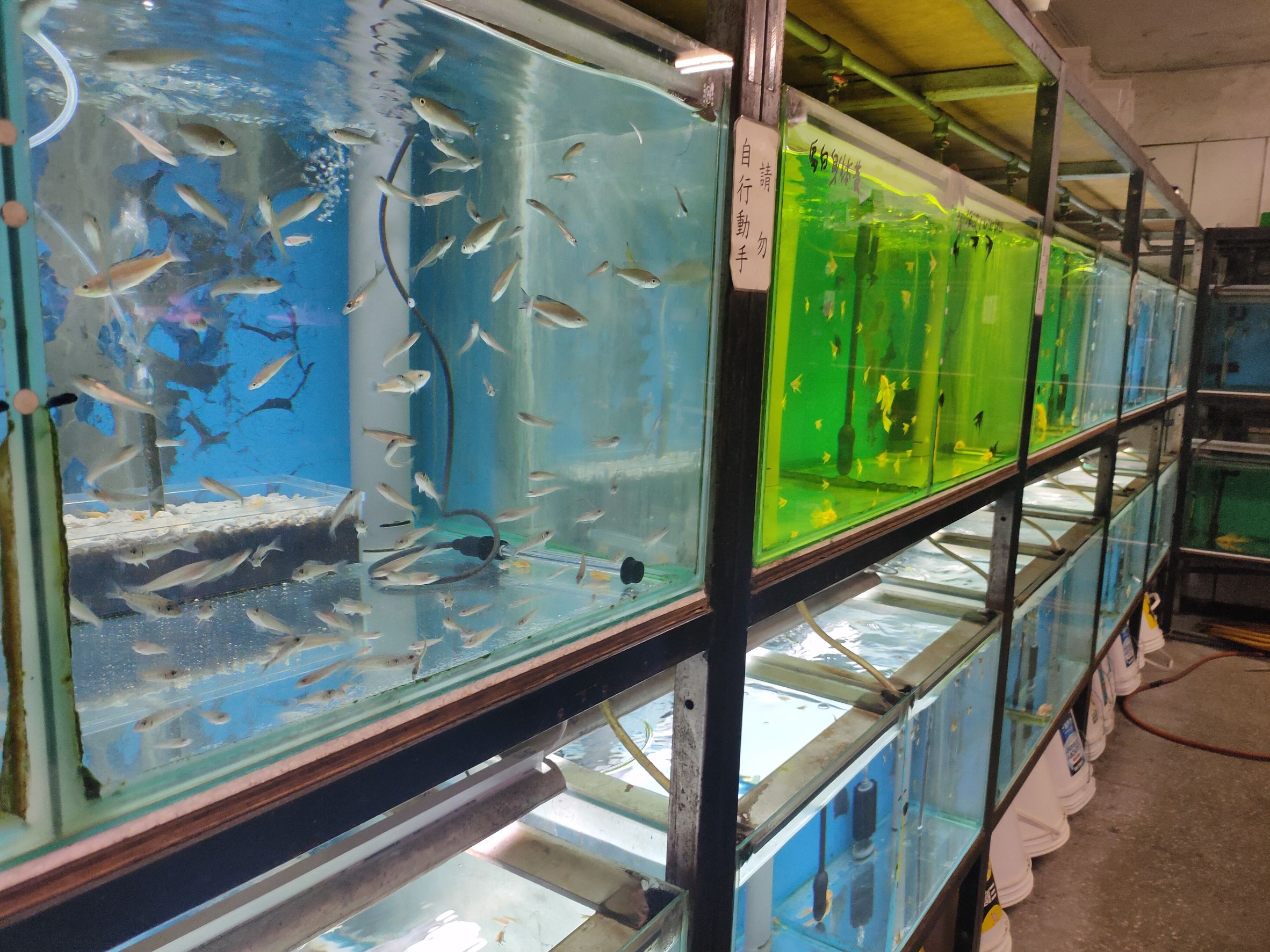  魚缸中飼養各式各樣的淡水魚