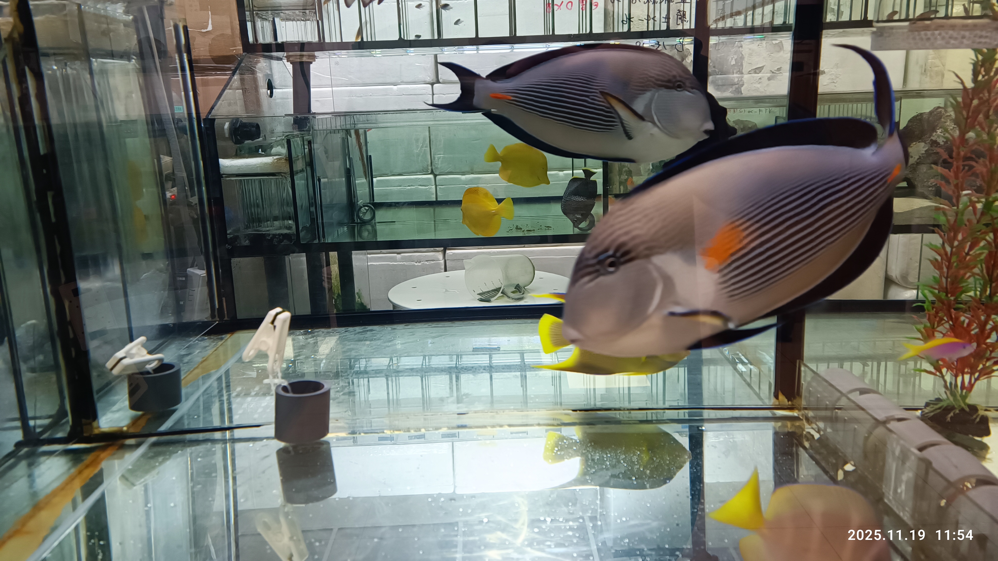 從世界各國進口的海水魚在魚缸中優游