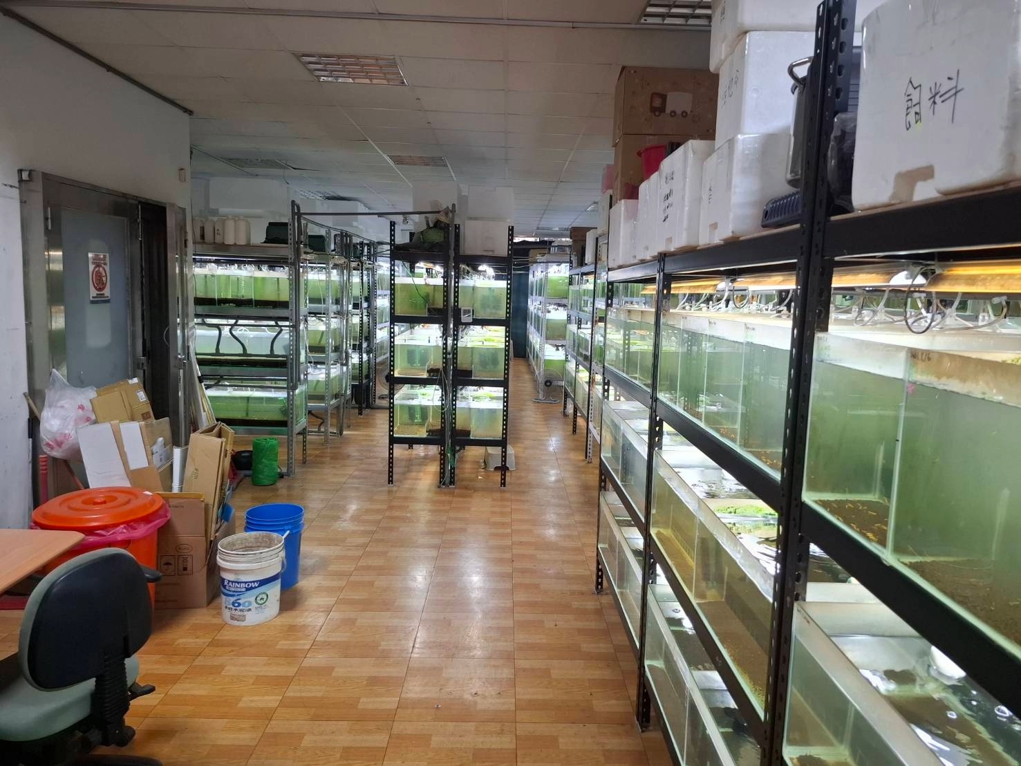  魚缸中飼養各種水晶蝦