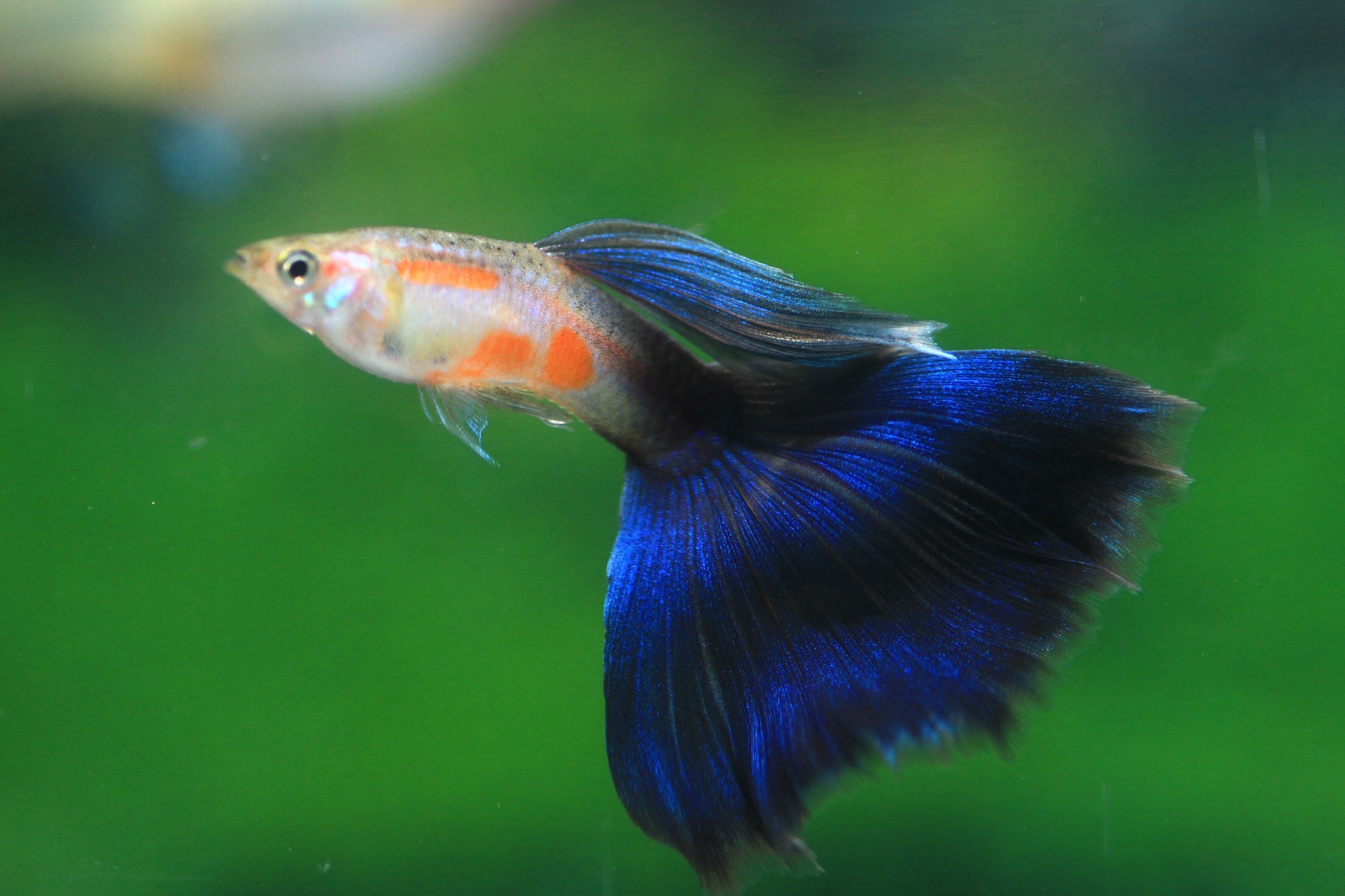  孔雀魚可經配種改良成鮮豔顔色品種－美國全紅孔雀魚（呂安仕先生提供）