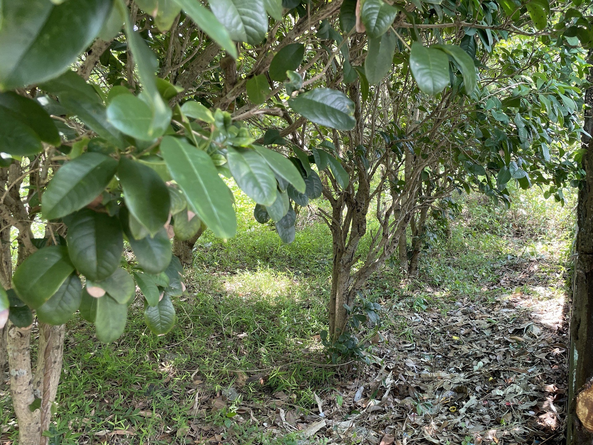 空地經改善後之情形