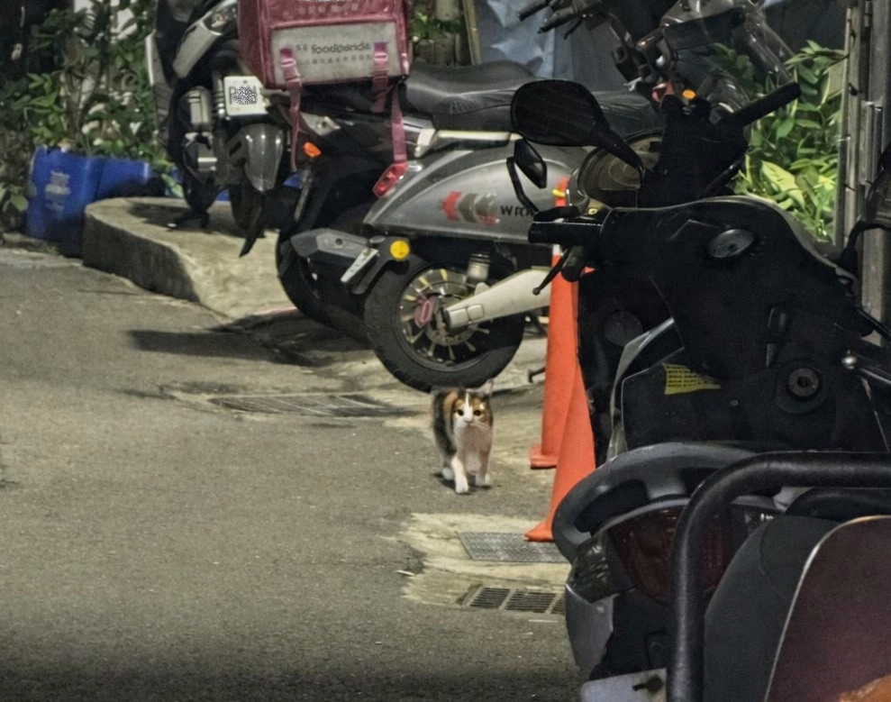 成功救援的三花貓咪回眸一望 彷彿道別般 隨即消失在夜色之中