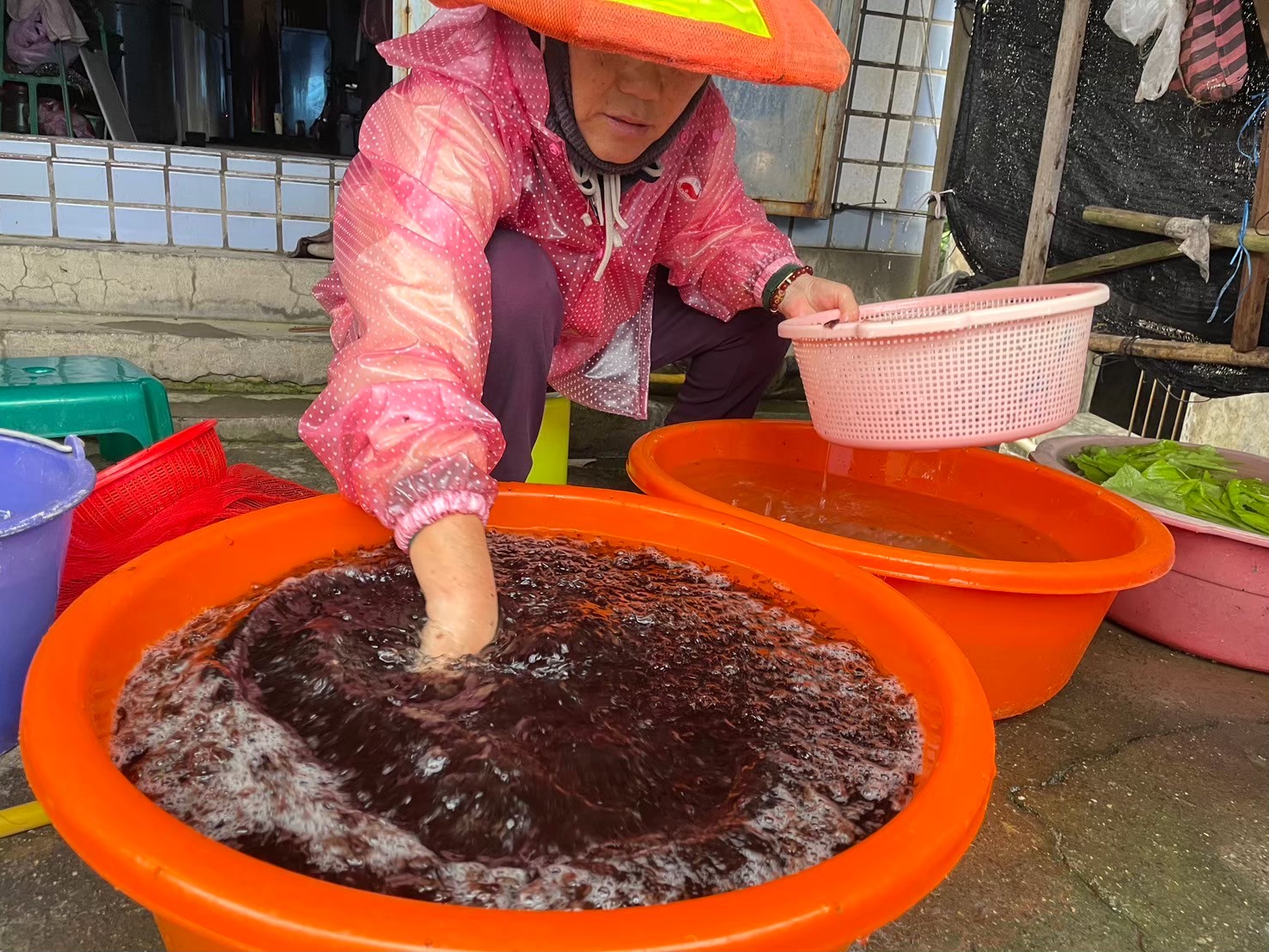 紫菜採收後還需細心清除泥沙與雜質