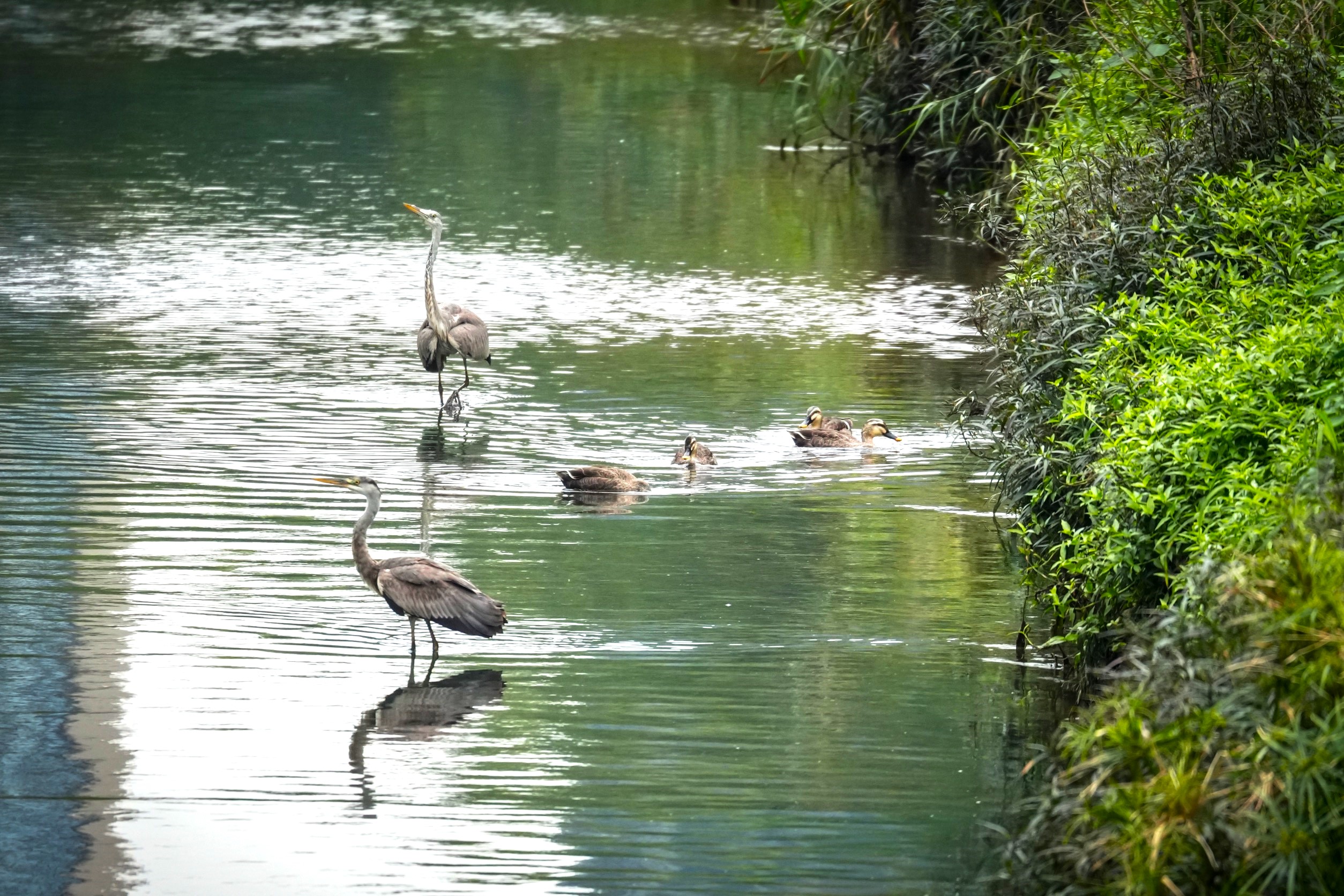  蒼鷺耐心駐足靜等獵物與花嘴鴨群悠閒戲水覓食之和諧美景