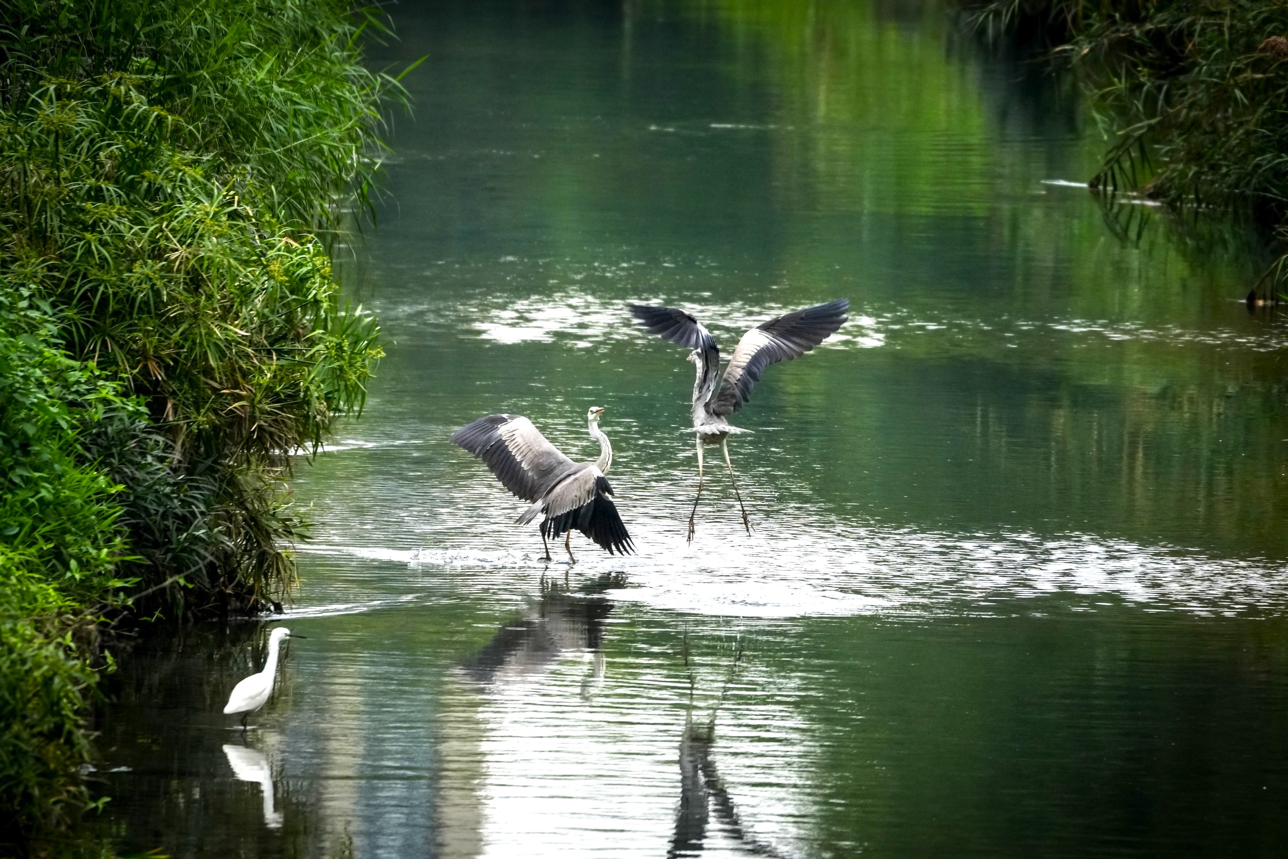 蒼鷺振翅欲做起飛