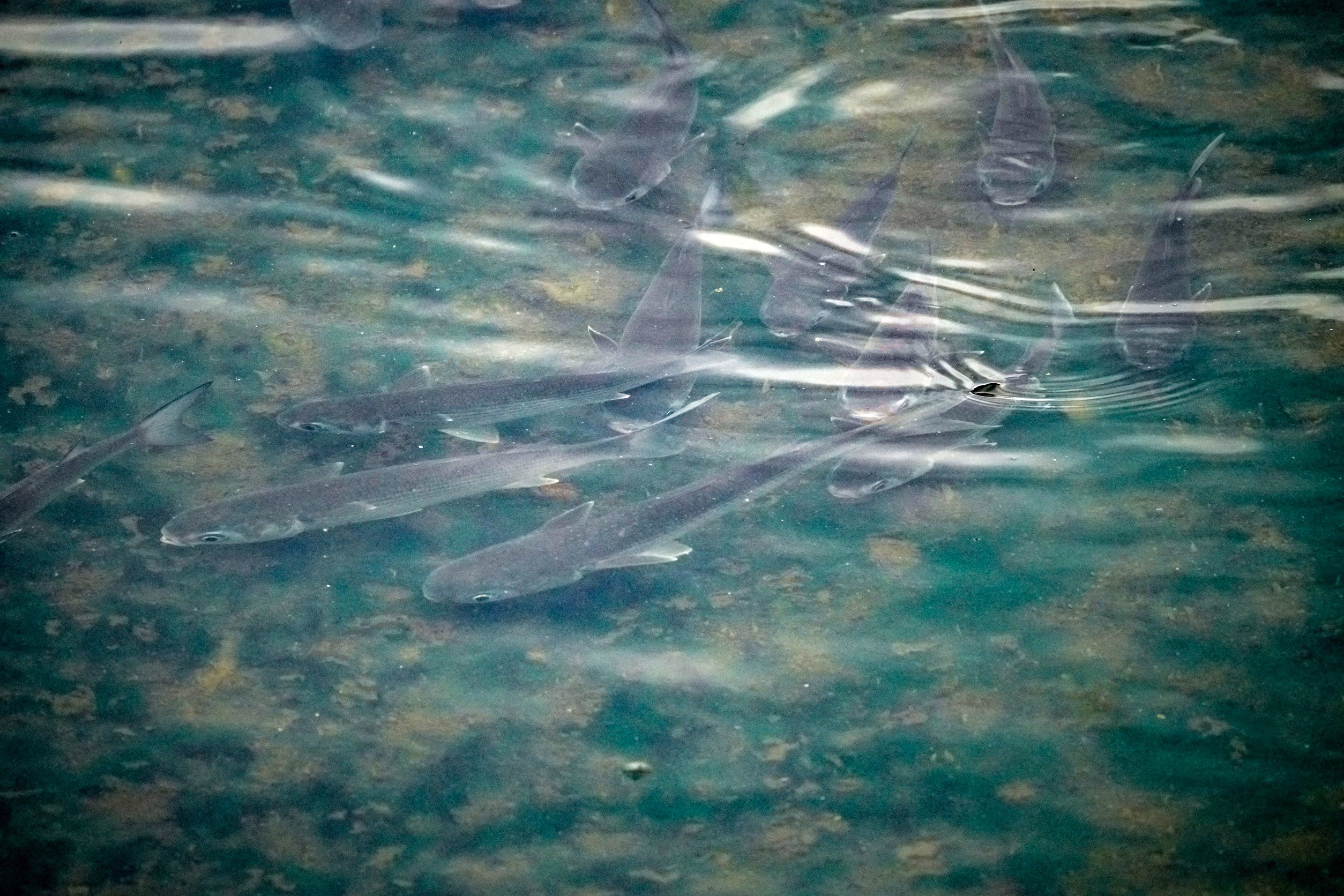 清澈的水中發現烏魚群正在嬉戲