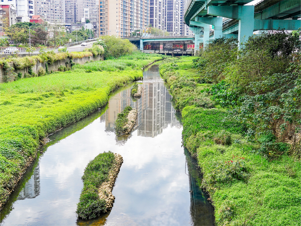  湳仔溝水域生態蛻變