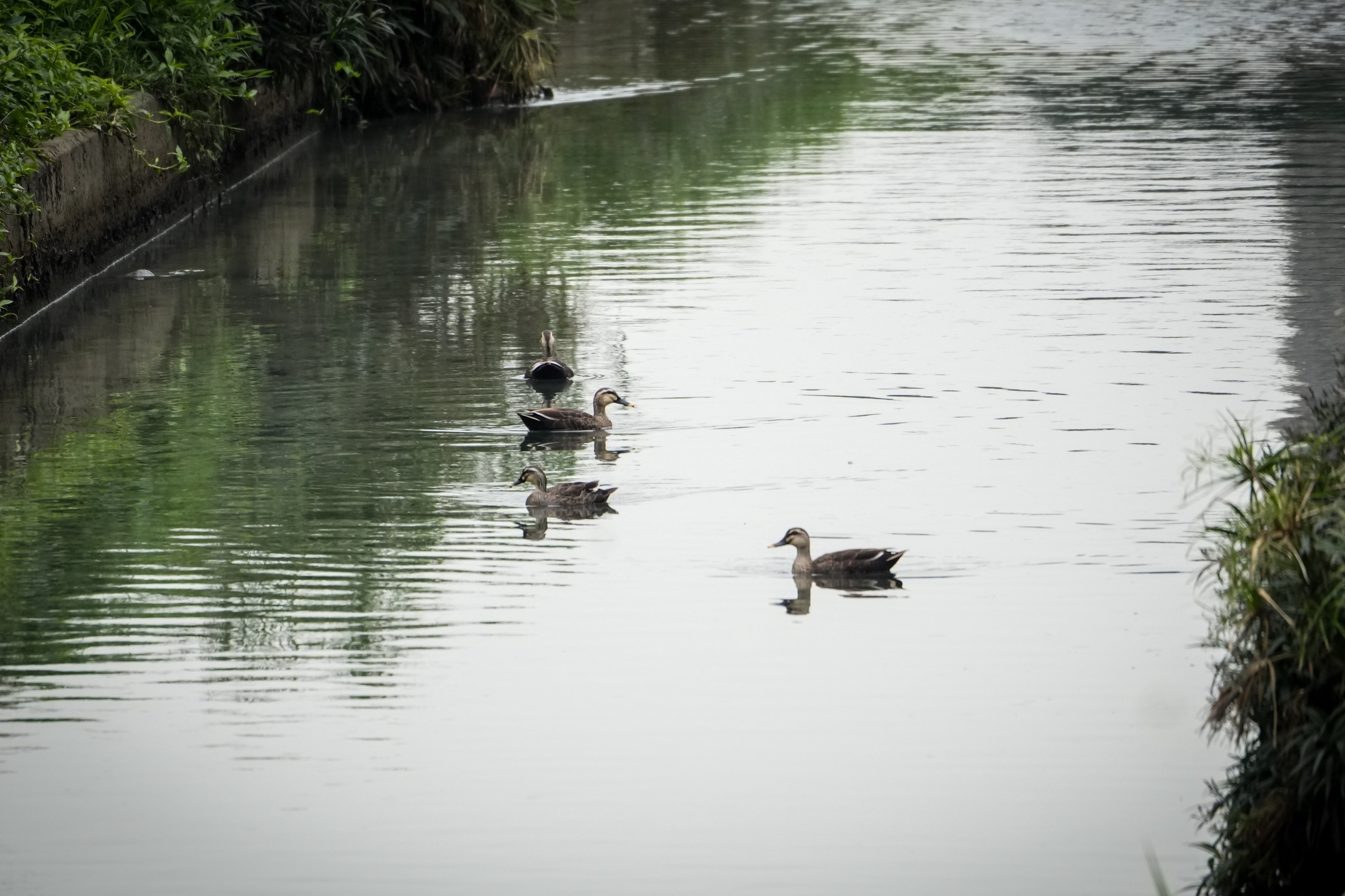 板橋湳仔溝整治傳捷報，冬候鳥「嬌客」再度於津渡橋下大方亮相