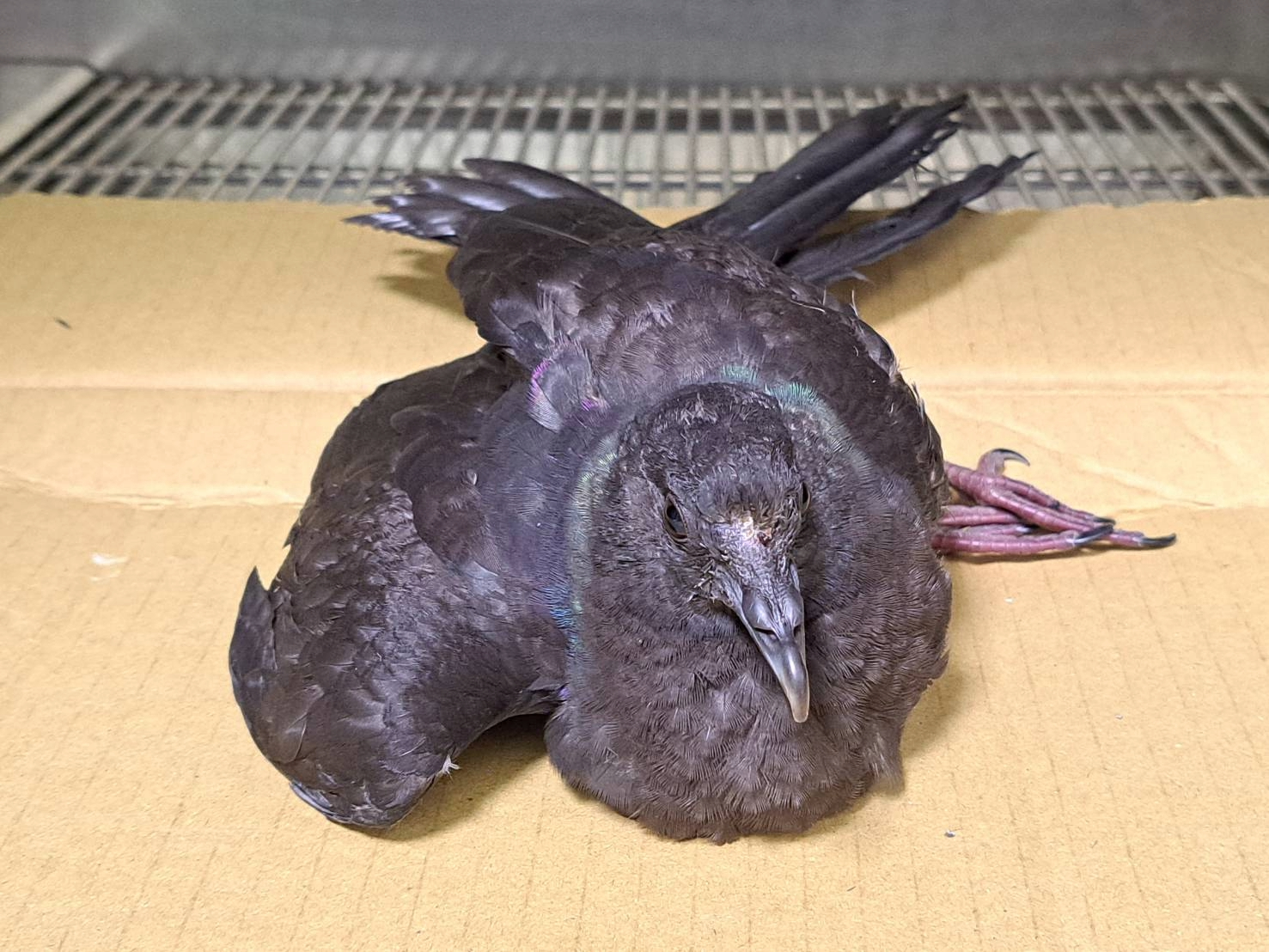  黑林鴿因撞擊致前額受傷無法站立