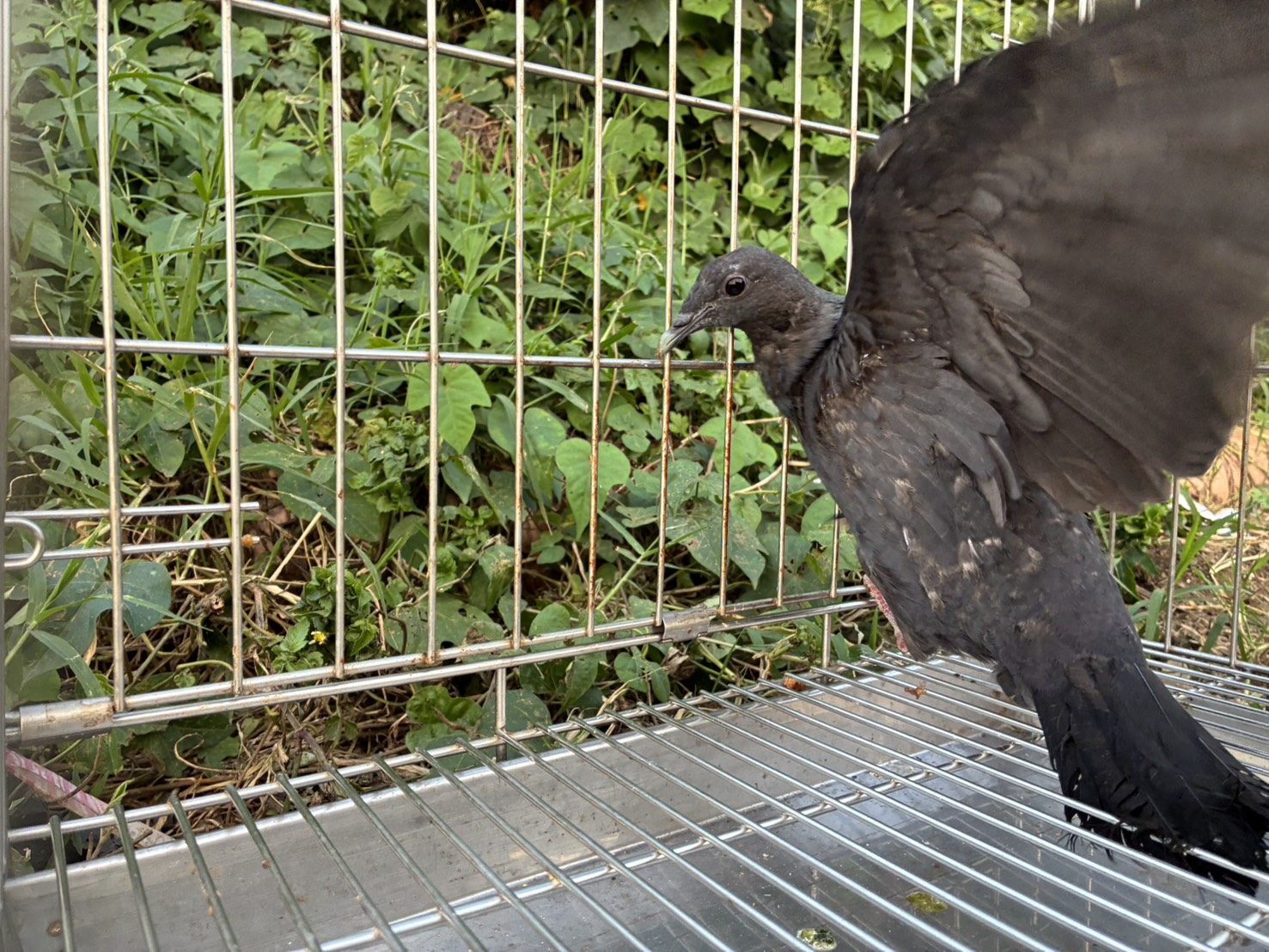 經兩個月的治療後，黑林鴿恢復飛行能力