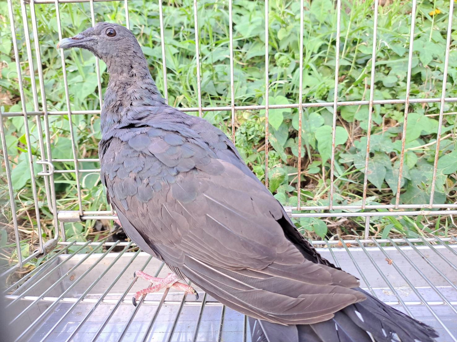  經兩個月的治療後，黑林鴿順利康復