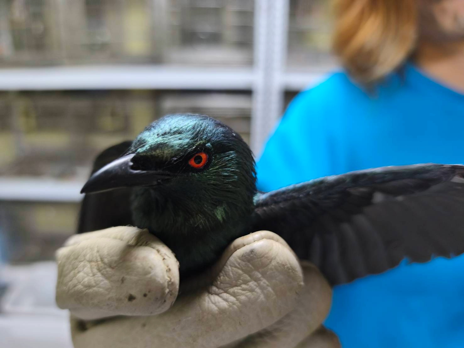 主要棲息於都會區，穿梭行道樹與高樓大廈之間。