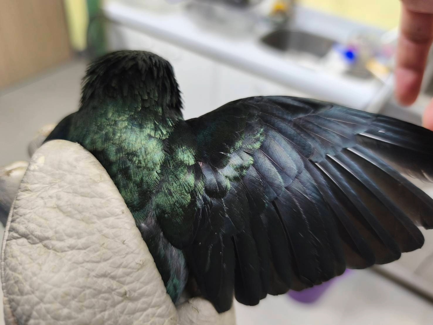 羽毛呈現閃亮墨綠光澤。