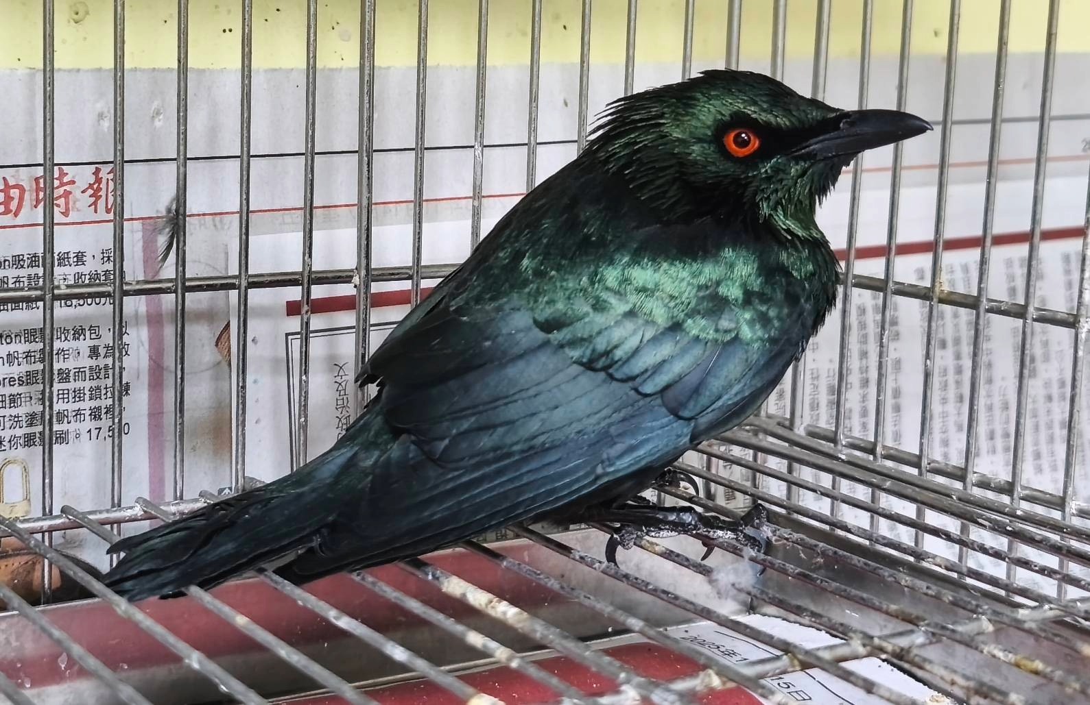 亞洲輝椋鳥又名菲律賓輝椋鳥。