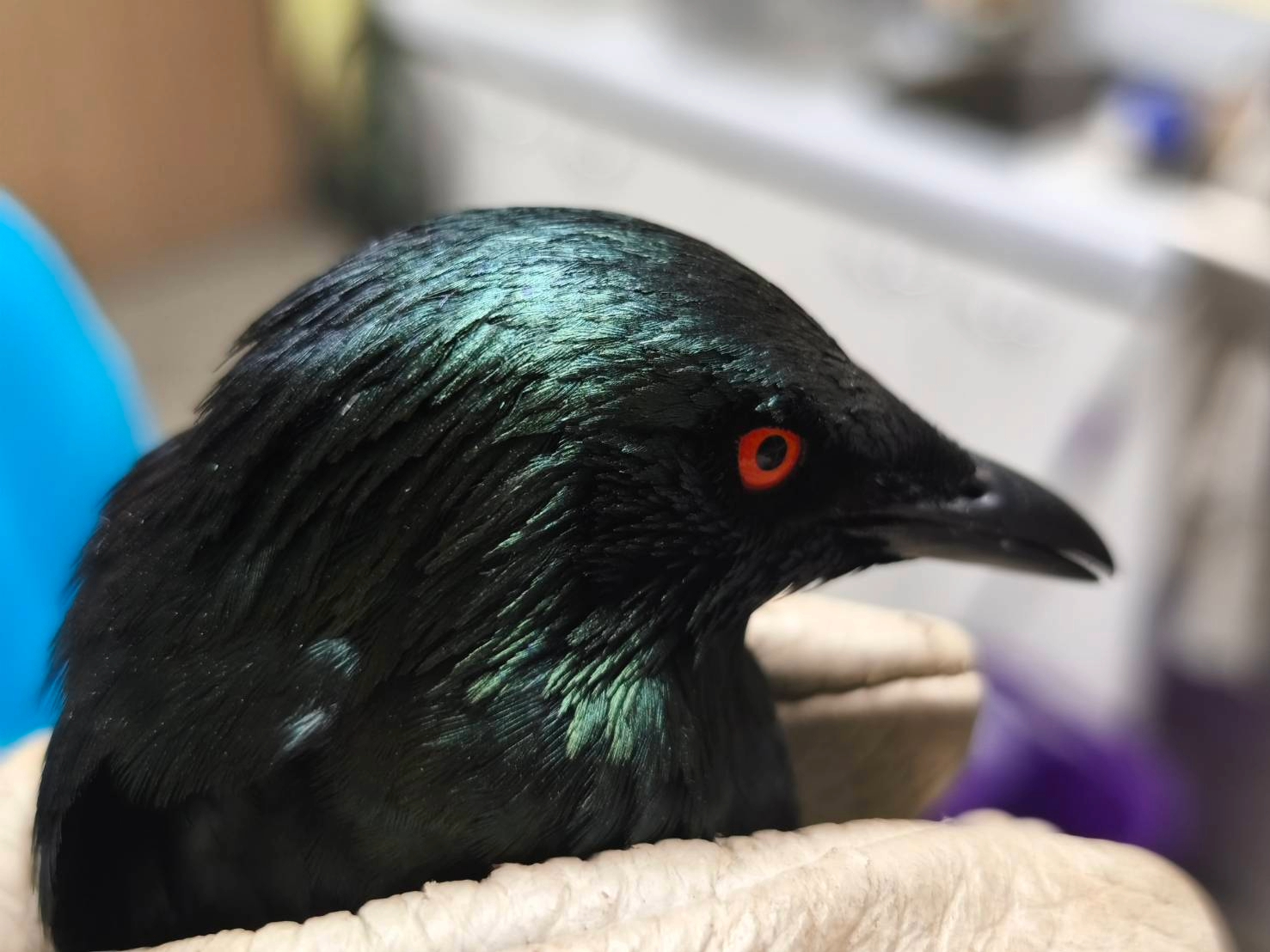  眼睛呈現吸血鬼般血紅色。