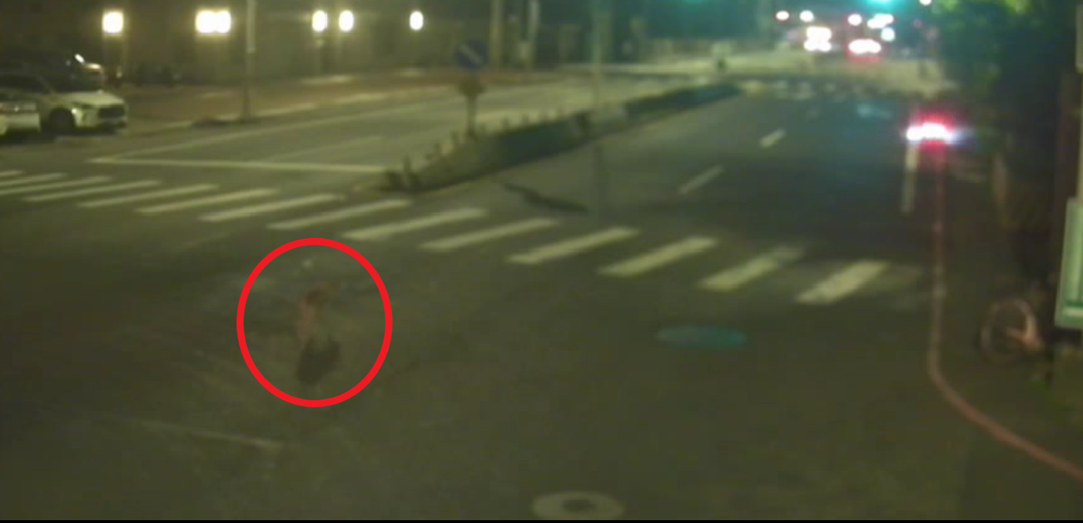 遊蕩犬穿越馬路1