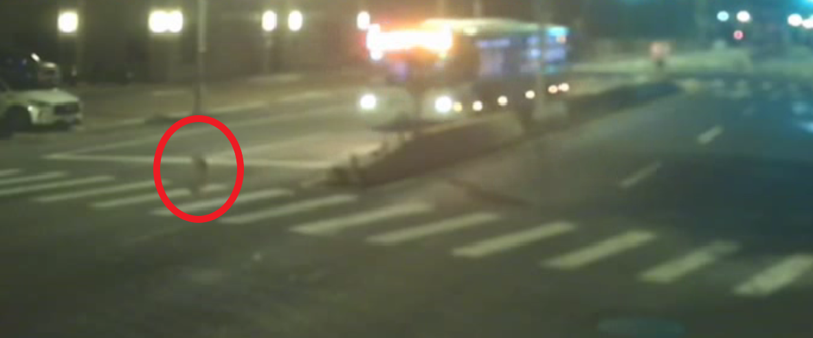 遊蕩犬穿越馬路2