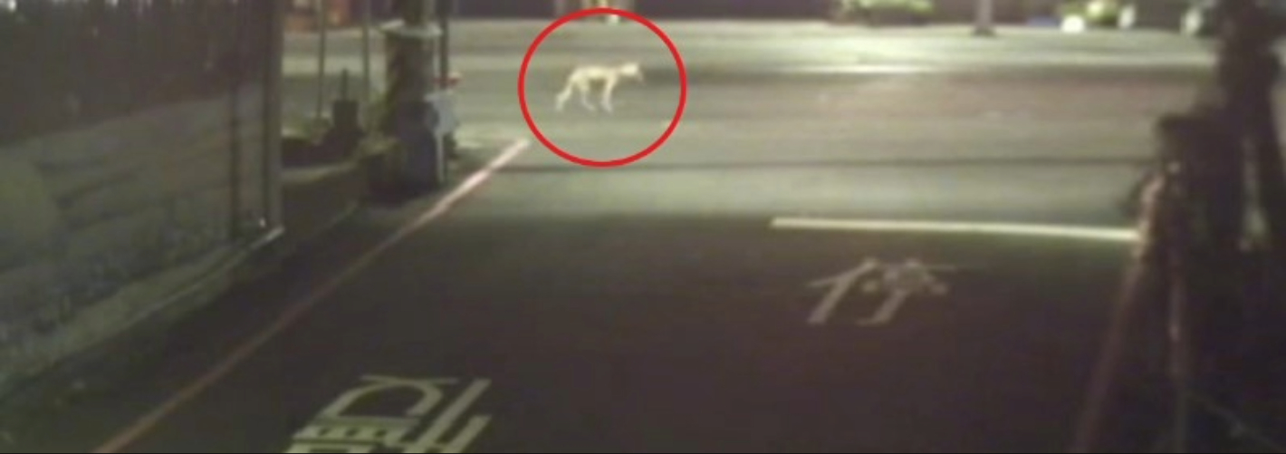 遊蕩犬穿越馬路3