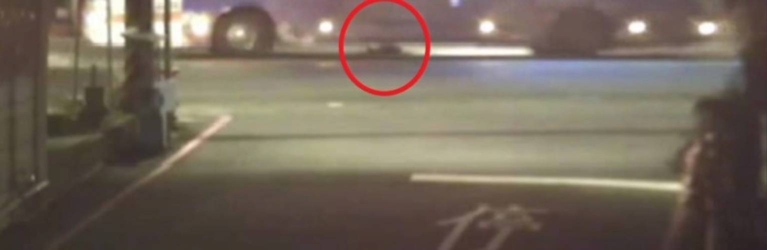 遊蕩犬穿越馬路4