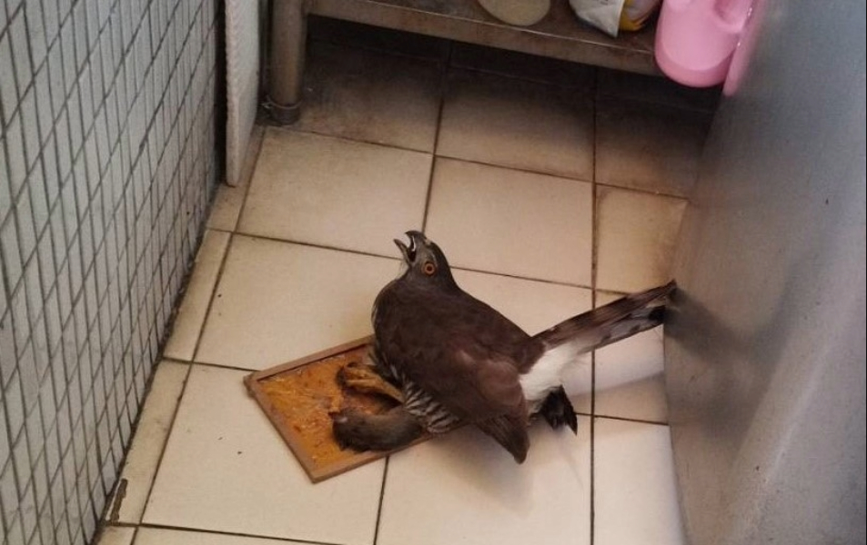  民眾陽台上被黏住的鳳頭蒼鷹與老鼠