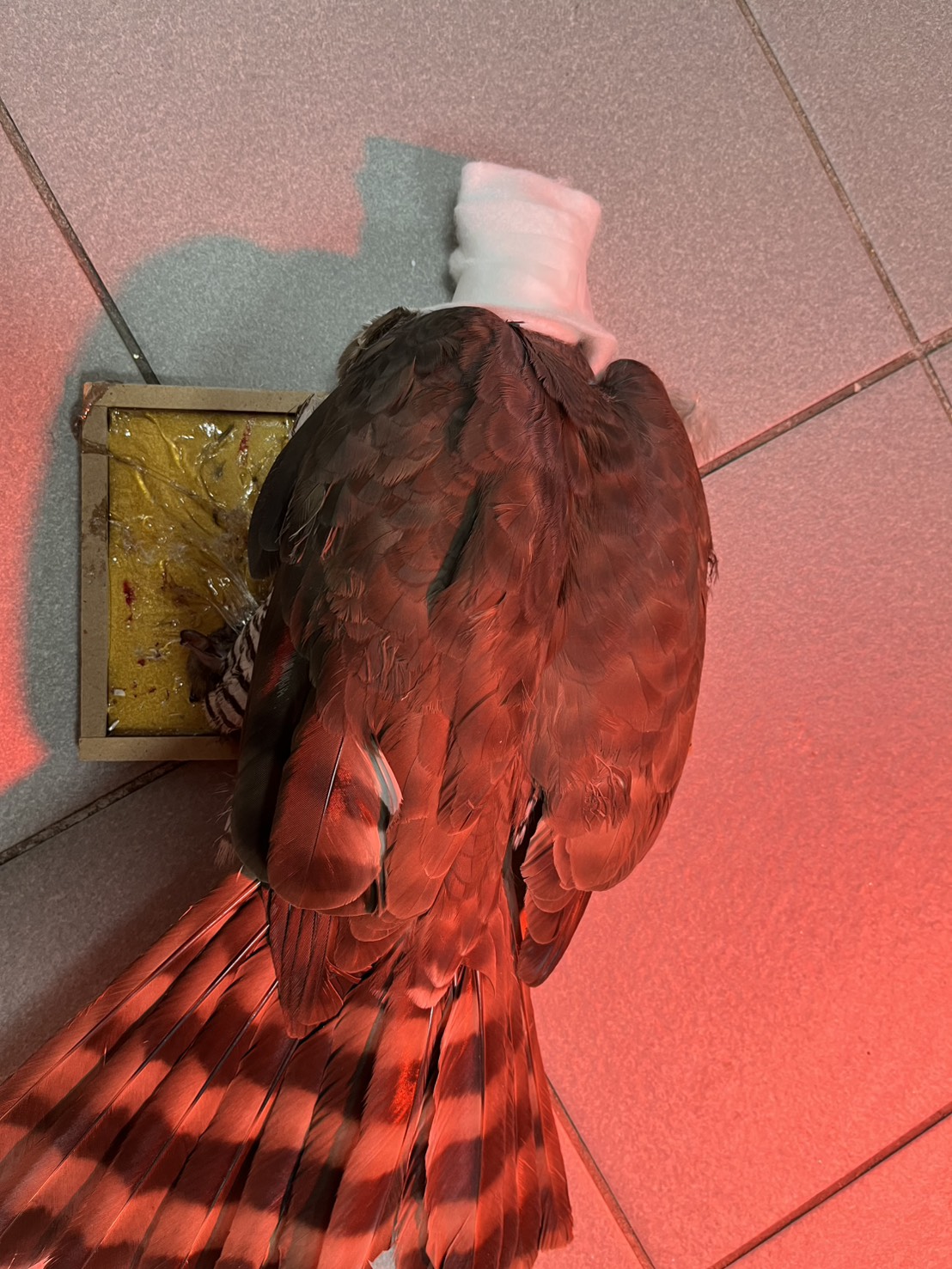  先以紗布罩住頭部