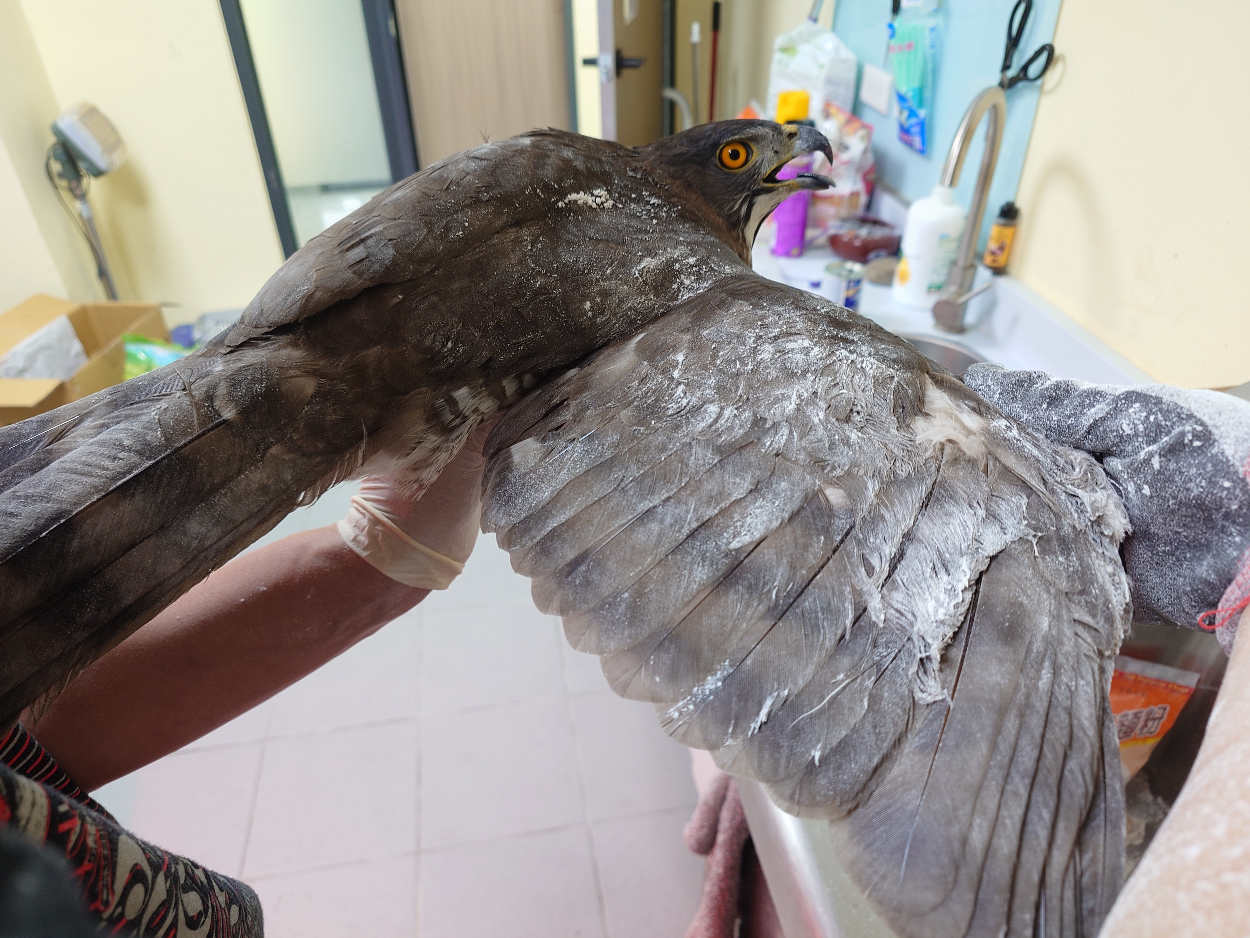  脫離後初步檢查翅膀