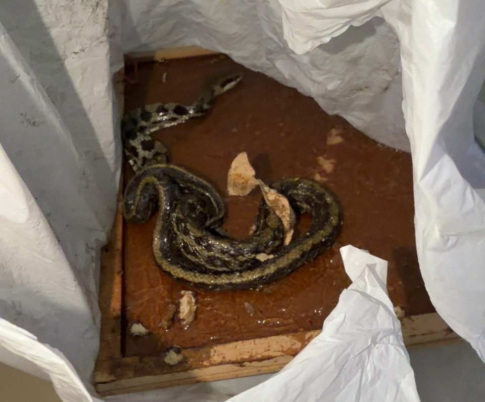 被黏鼠板黏住的保育類黑眉錦蛇