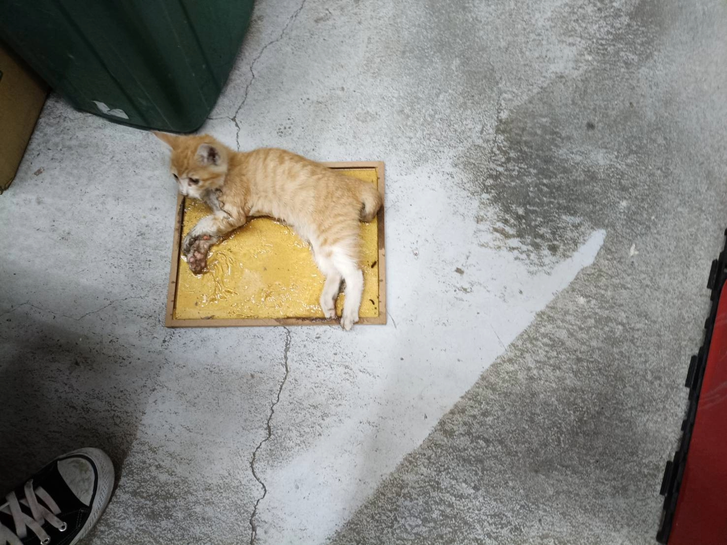 雖非野生動物，亦有黏到貓的案例