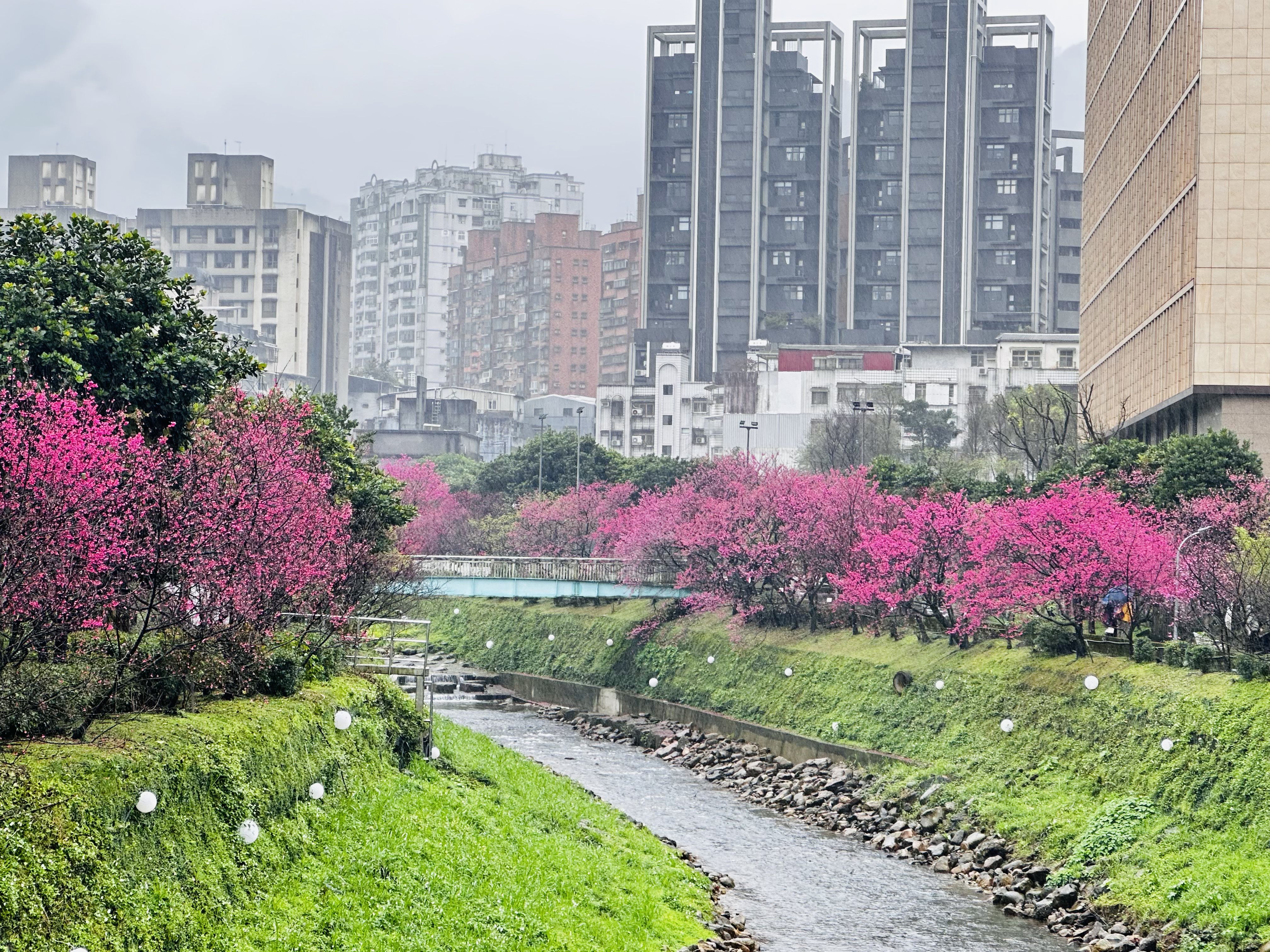 汐止康誥坑溪河畔步道平緩，沿岸種有約200株山櫻花，往年櫻花盛開之景象美不勝收(資料照片)