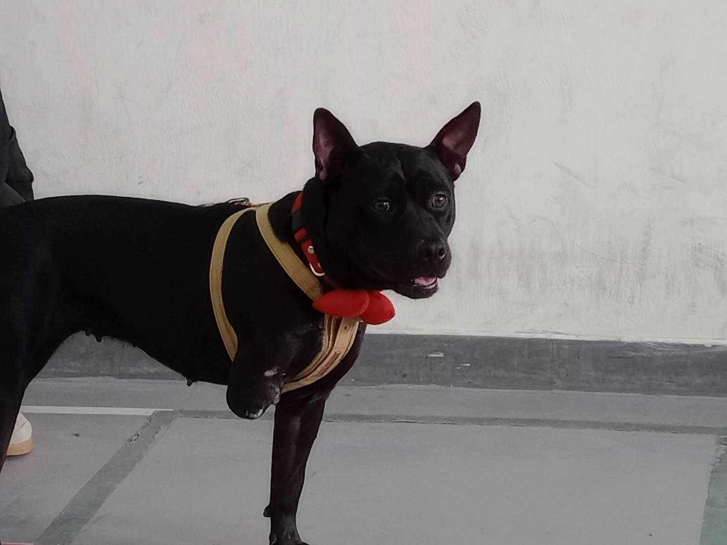  三隻腳校犬安生