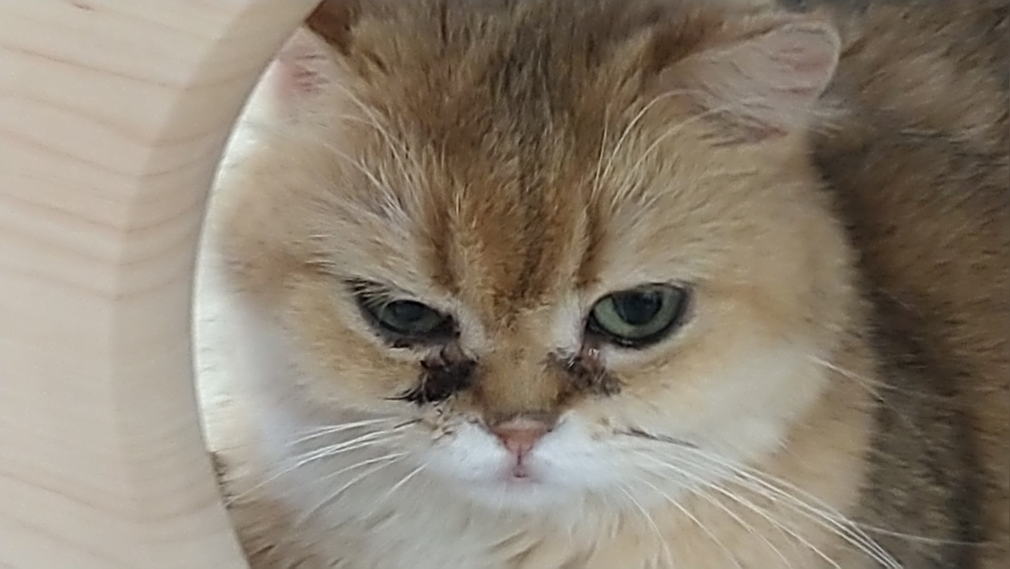  寵物買賣常見疑似貓隻呼吸道感染