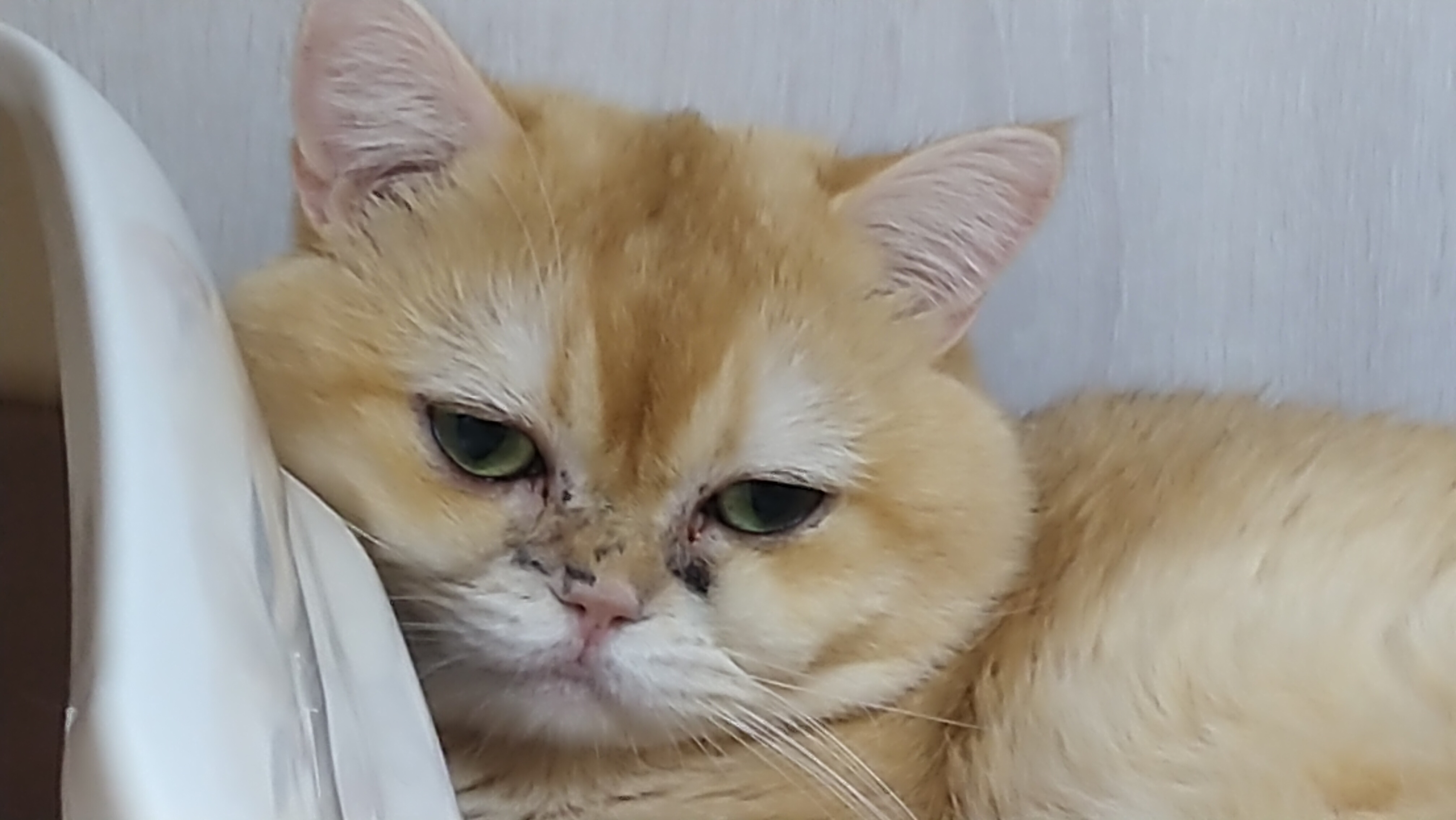  寵物買賣常見疑似貓隻呼吸道感染 