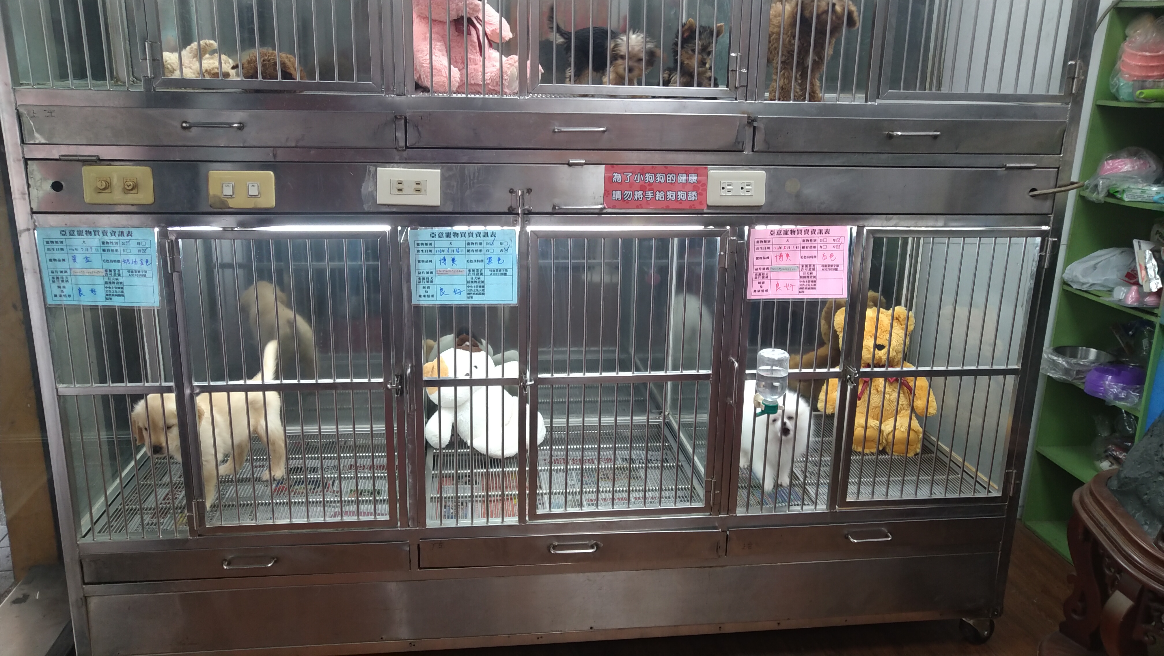  寵物買賣選擇清潔良好的店家