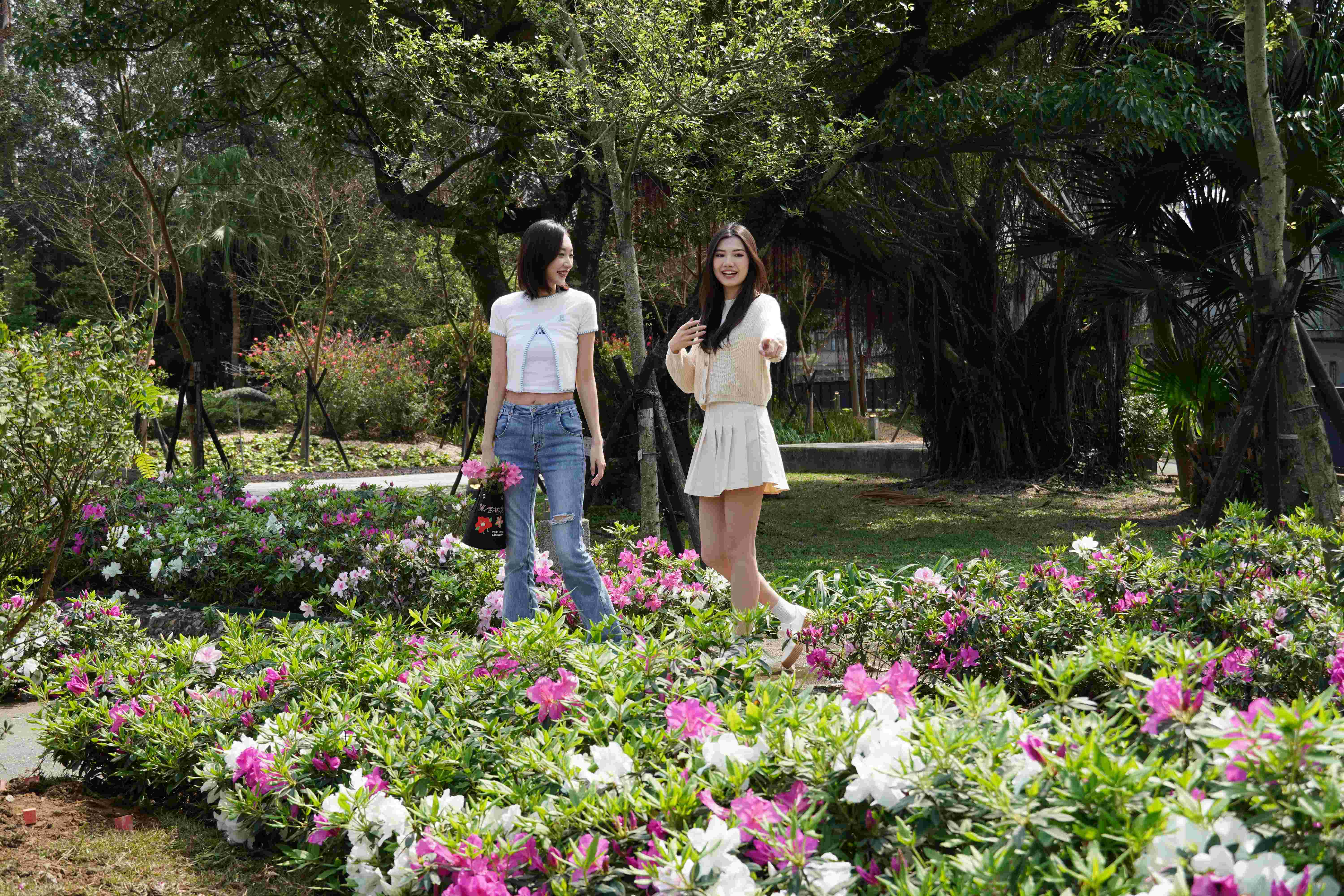 金山中山溫泉公園的杜鵑