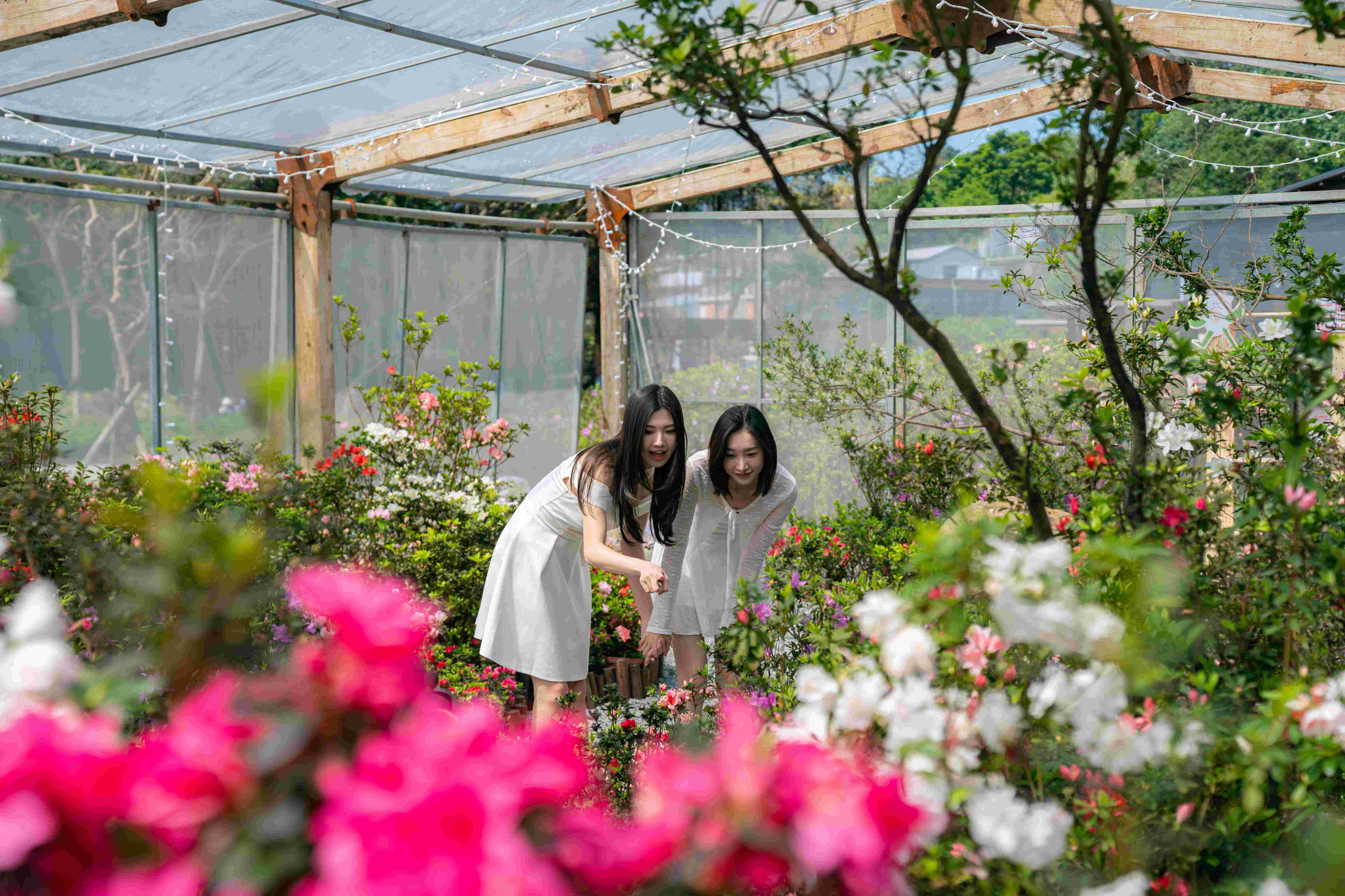 最受矚目、全台唯一的「杜鵑美術館」將於今(115)年花展期間展出新品種杜鵑，邀請民眾至萬里金山賞花