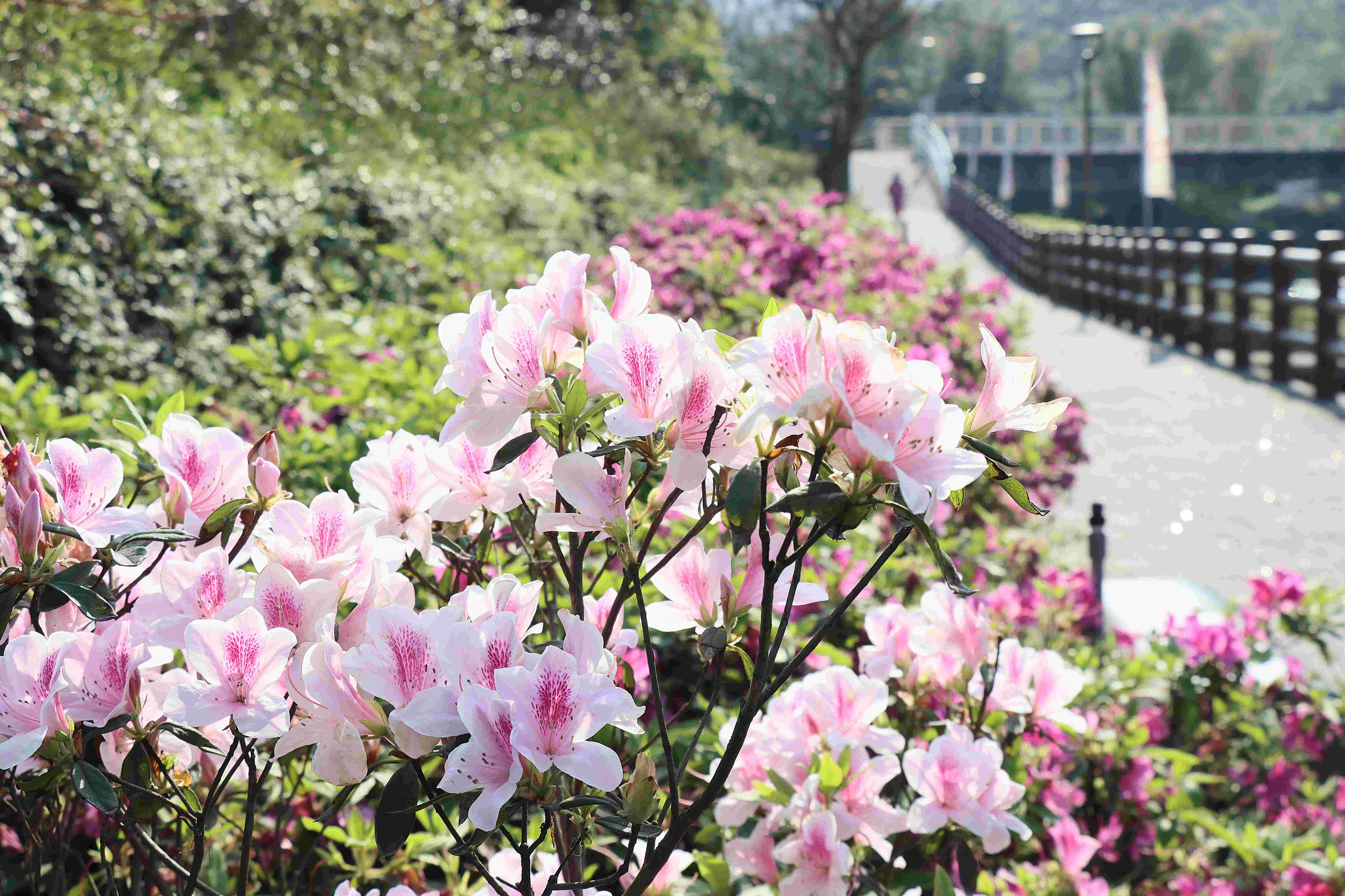 瑪鋉溪畔盛開的平戶杜鵑